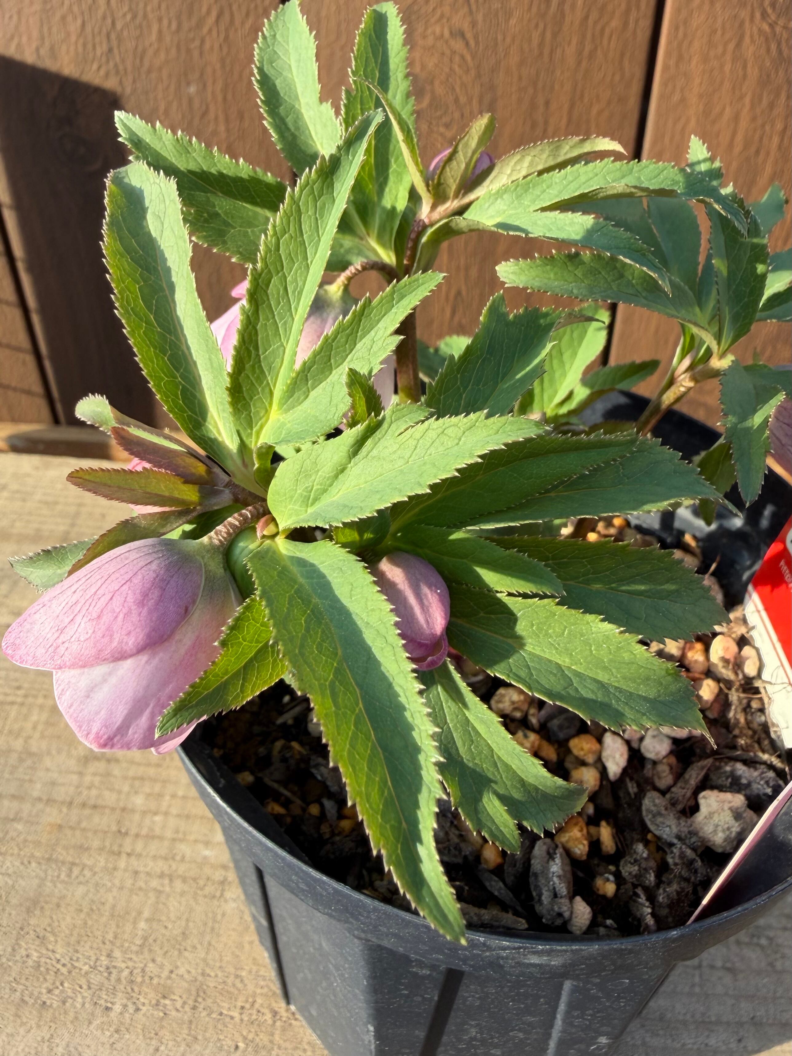 チベタヌス戻し交配(チベタヌス交配×チベタヌス) Zoony Garden