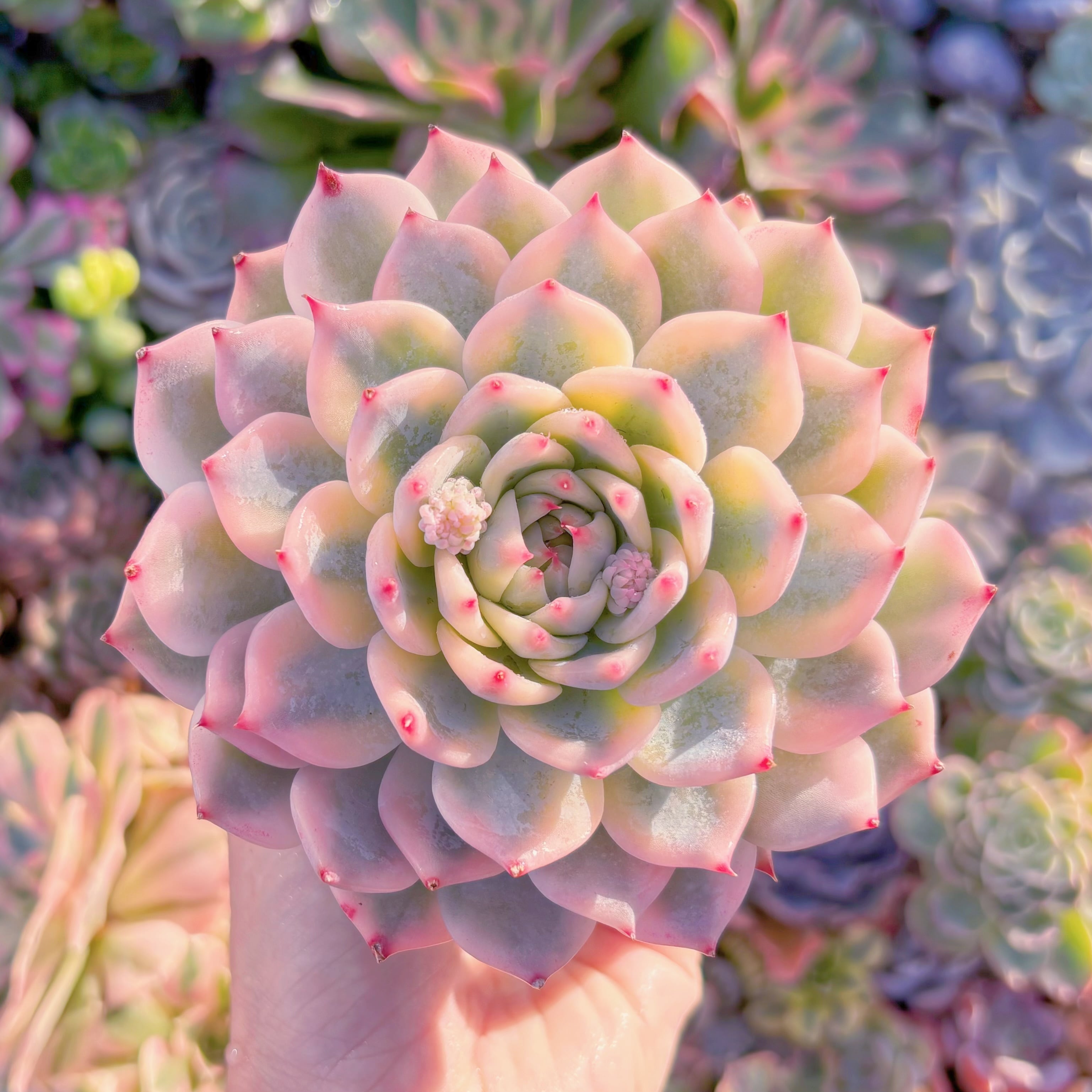 現品　チワワ錦#794　極上株　るる農園