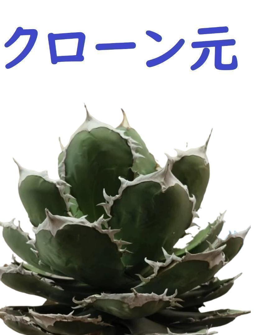 アガベチタノタ オアハカ アガベチタノタ オアハカ