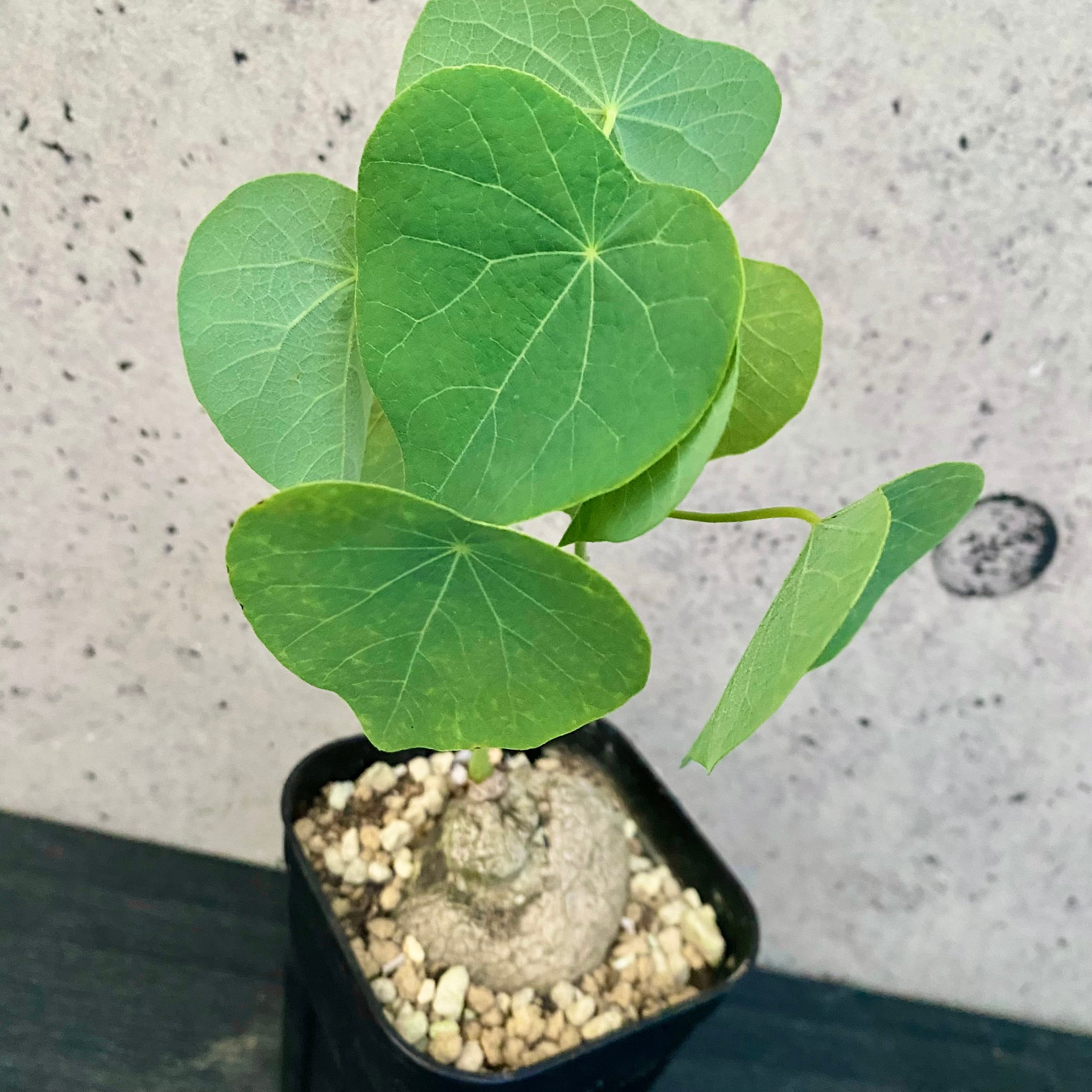 ビカクシダ 『Monkey North』 spore 子株付き | Planet Plants
