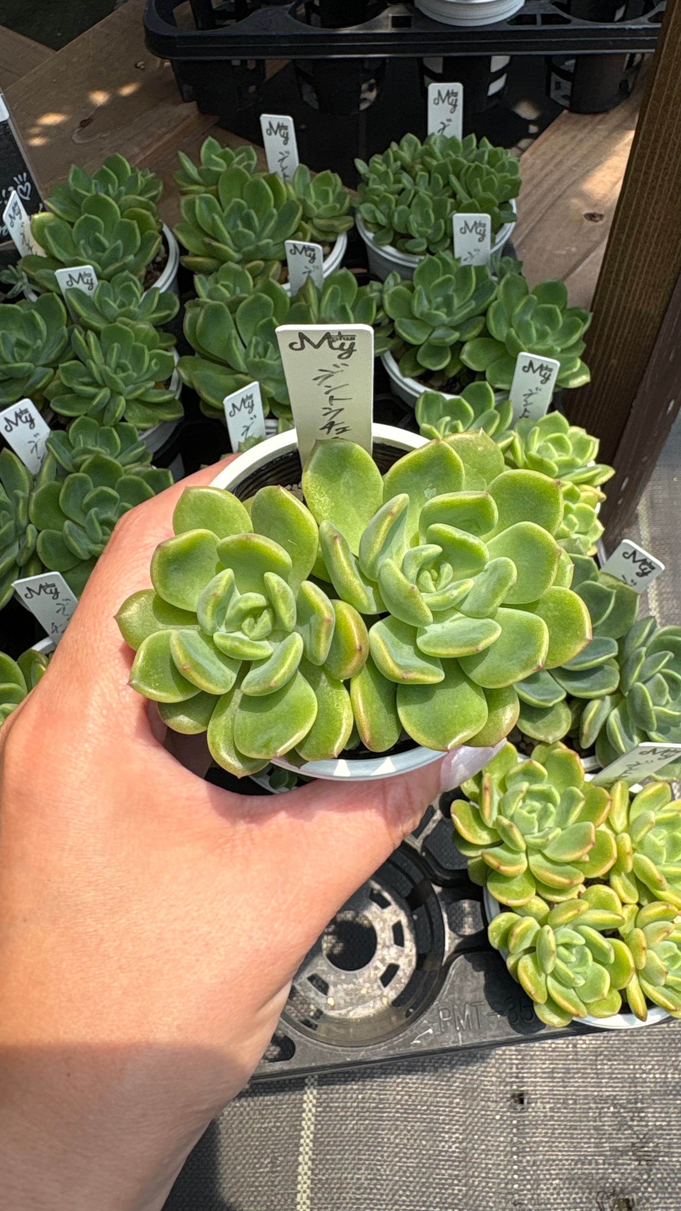 デントラチェム 多肉植物 エケベリア 安心の生産ポットそのまま販売