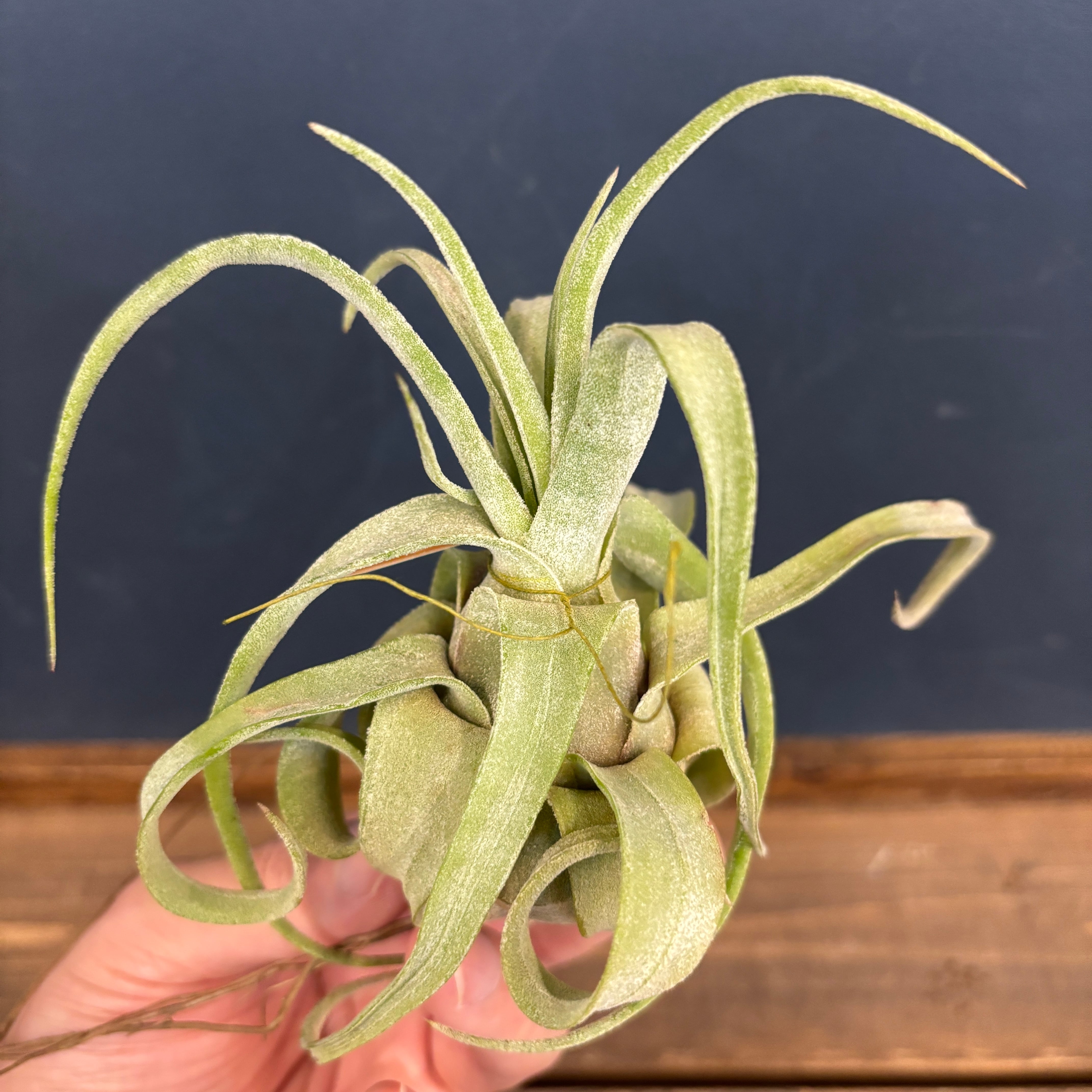 チランジア ストレプトフィラ S【670】