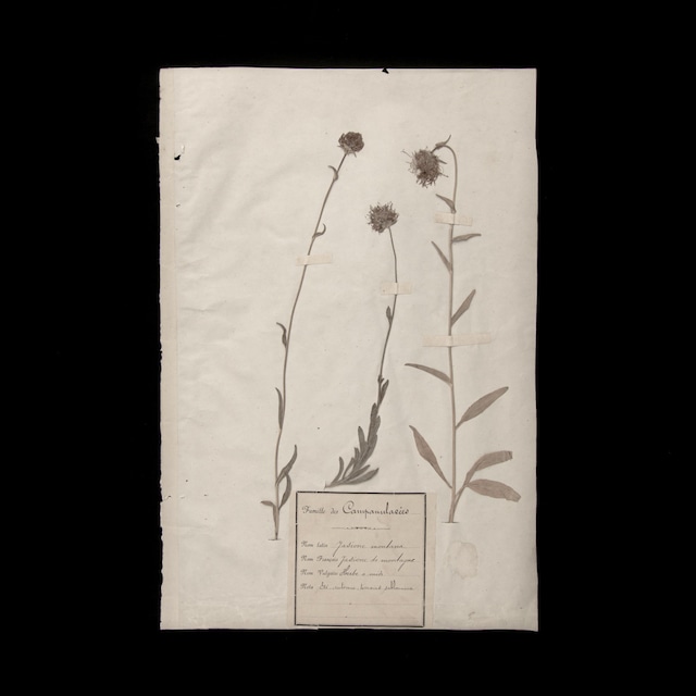 植物の標本 16, 欧州, 19世紀.