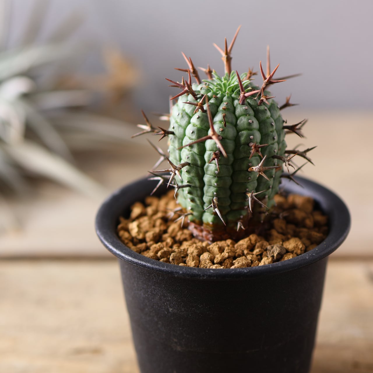 ALL ITEM | MARX PLANTS | 観葉植物・多肉植物・塊根植物