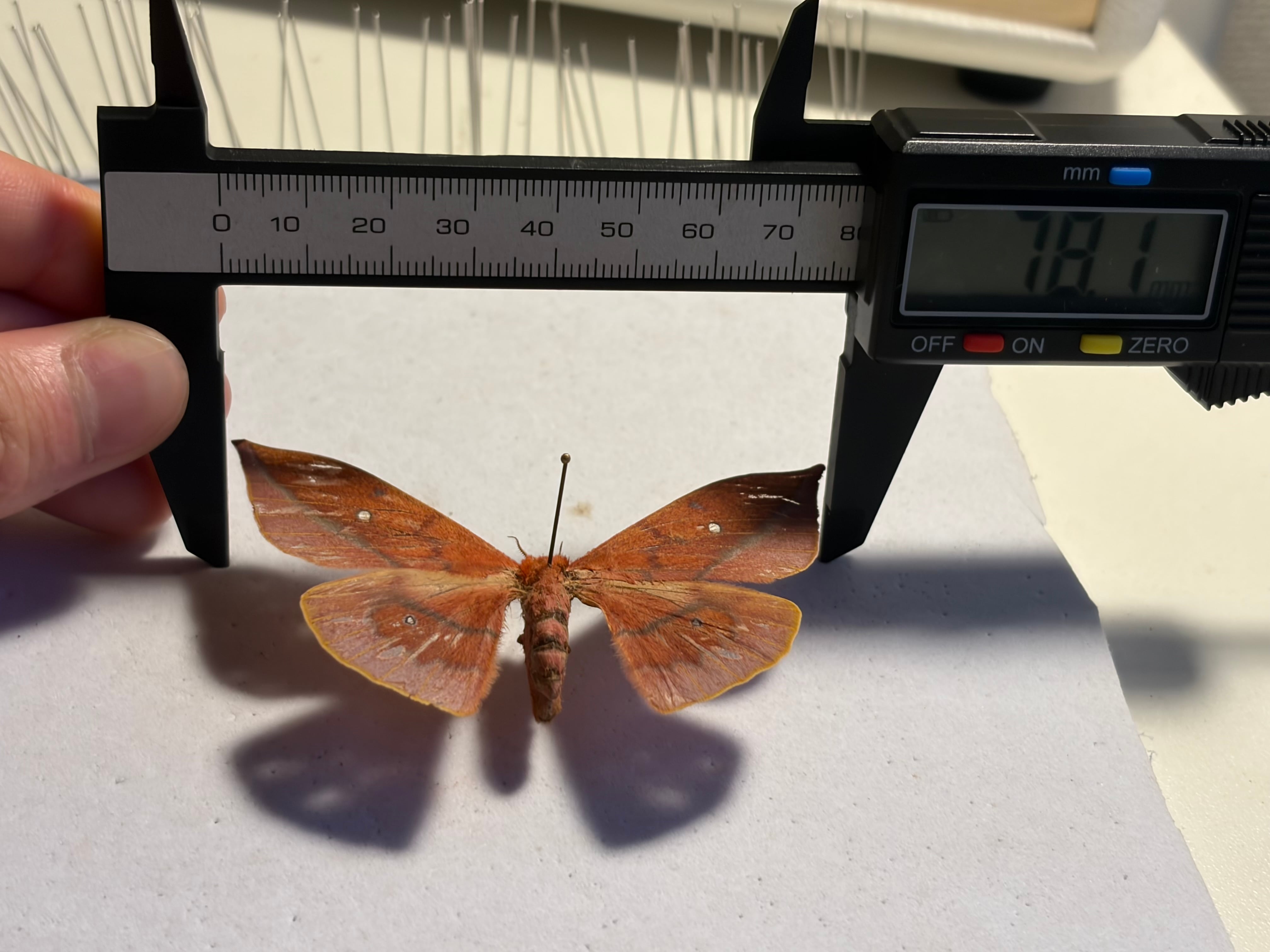 赭色美しいヤママユガ 標本 Cricula jordani | オモニキチュウ