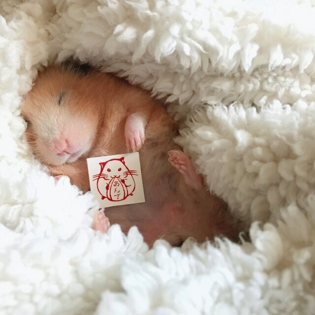 【名入れ】お名前はんこ＊ハムスター