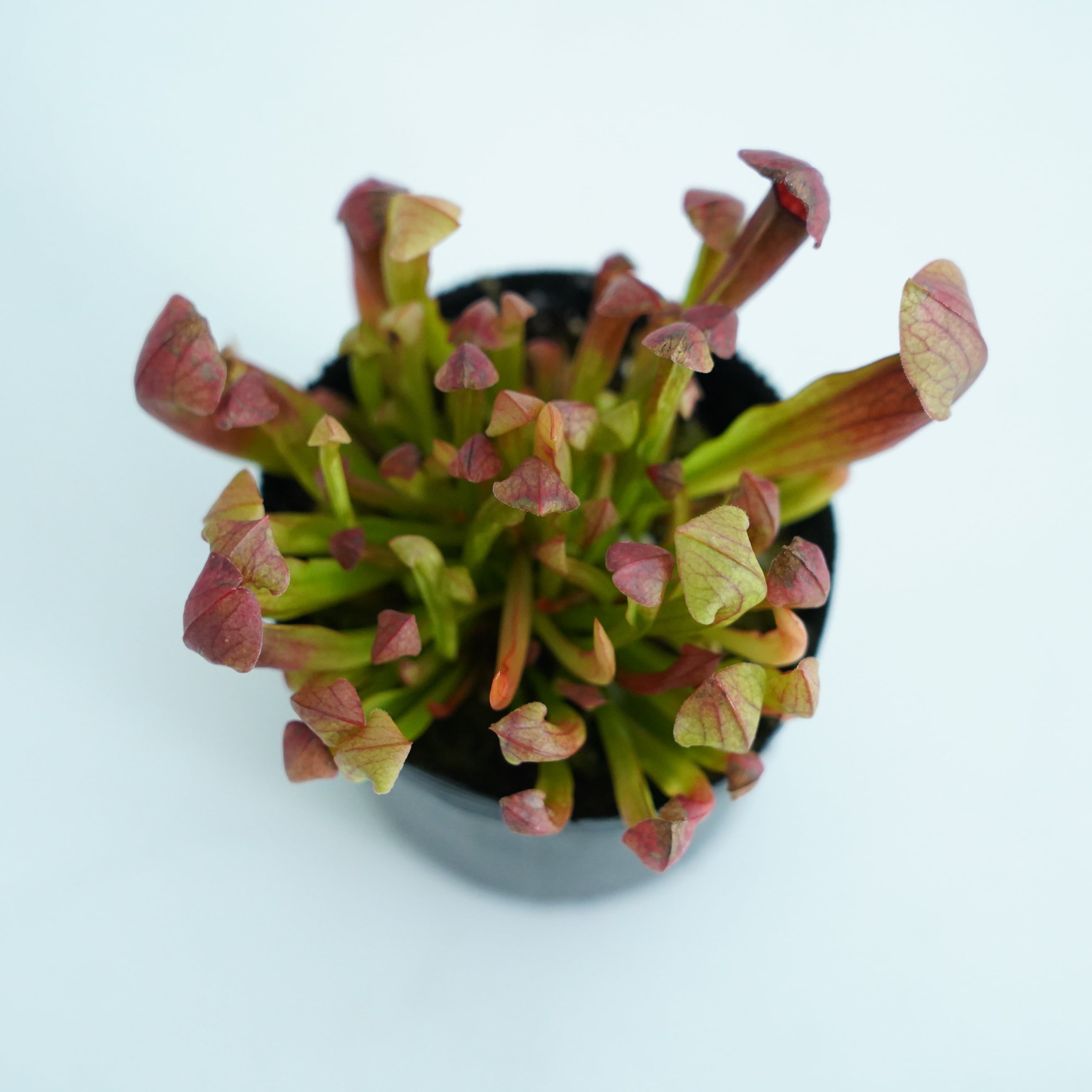 サラセニア マルーン Sarracenia Maroon【食虫植物】 苔テラリウム作製