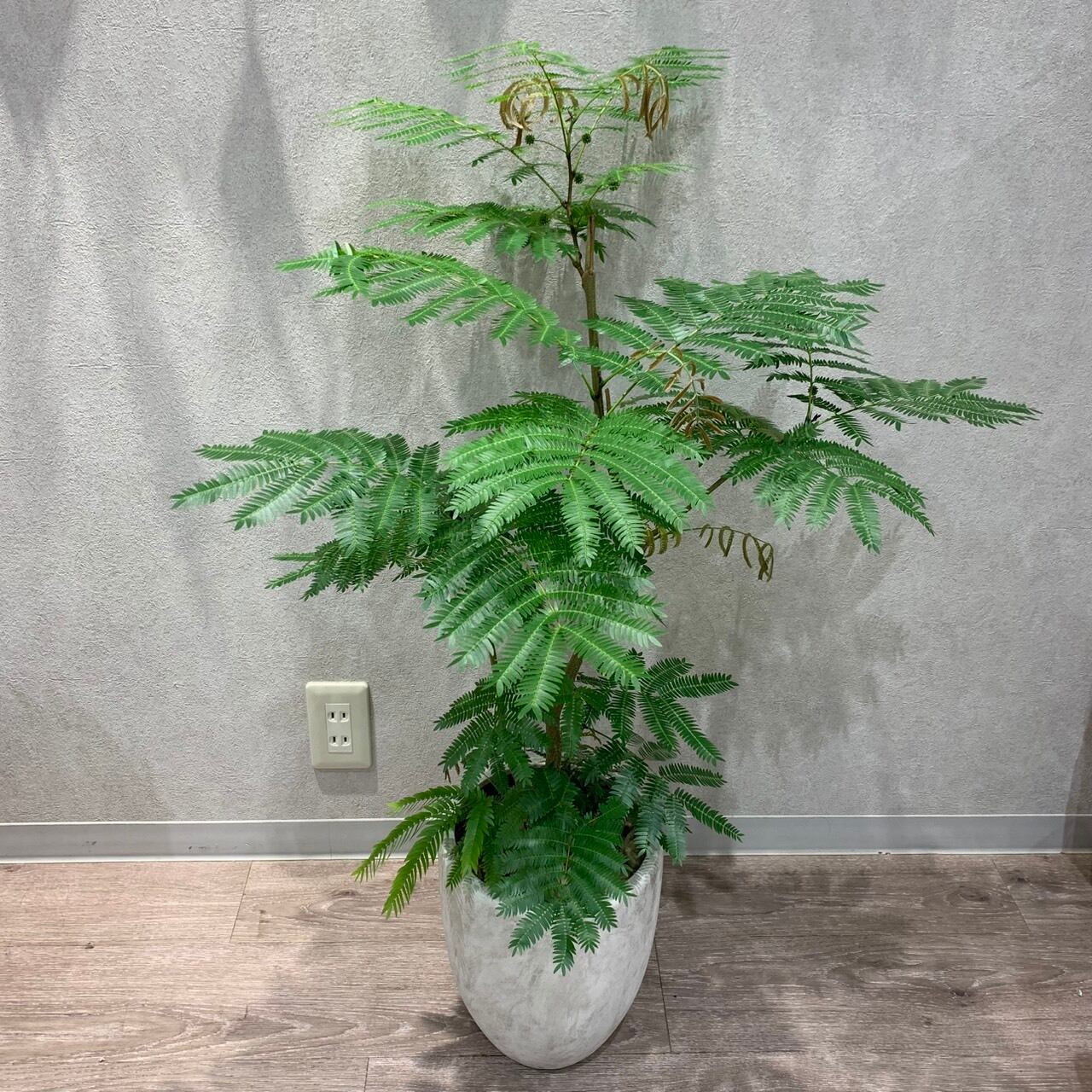 一点もの【エバーフレッシュ】観葉植物|アカサヤネムノキ |マメ科|ピトヘケロビウム属|常緑高木|ギフト|お祝い