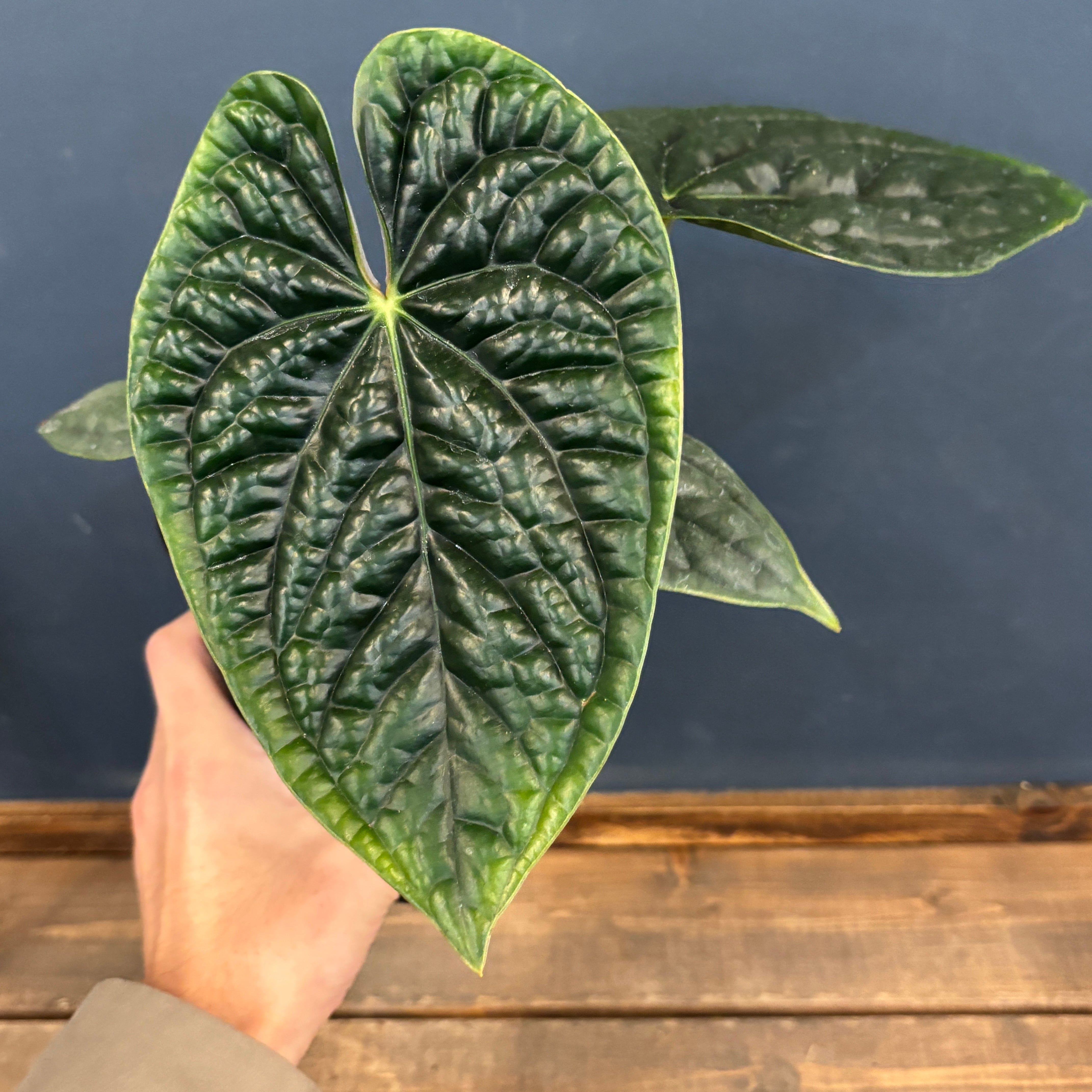 アンスリウム ルクスリアンス【1062】 | PROTOLEAF プロトリーフ