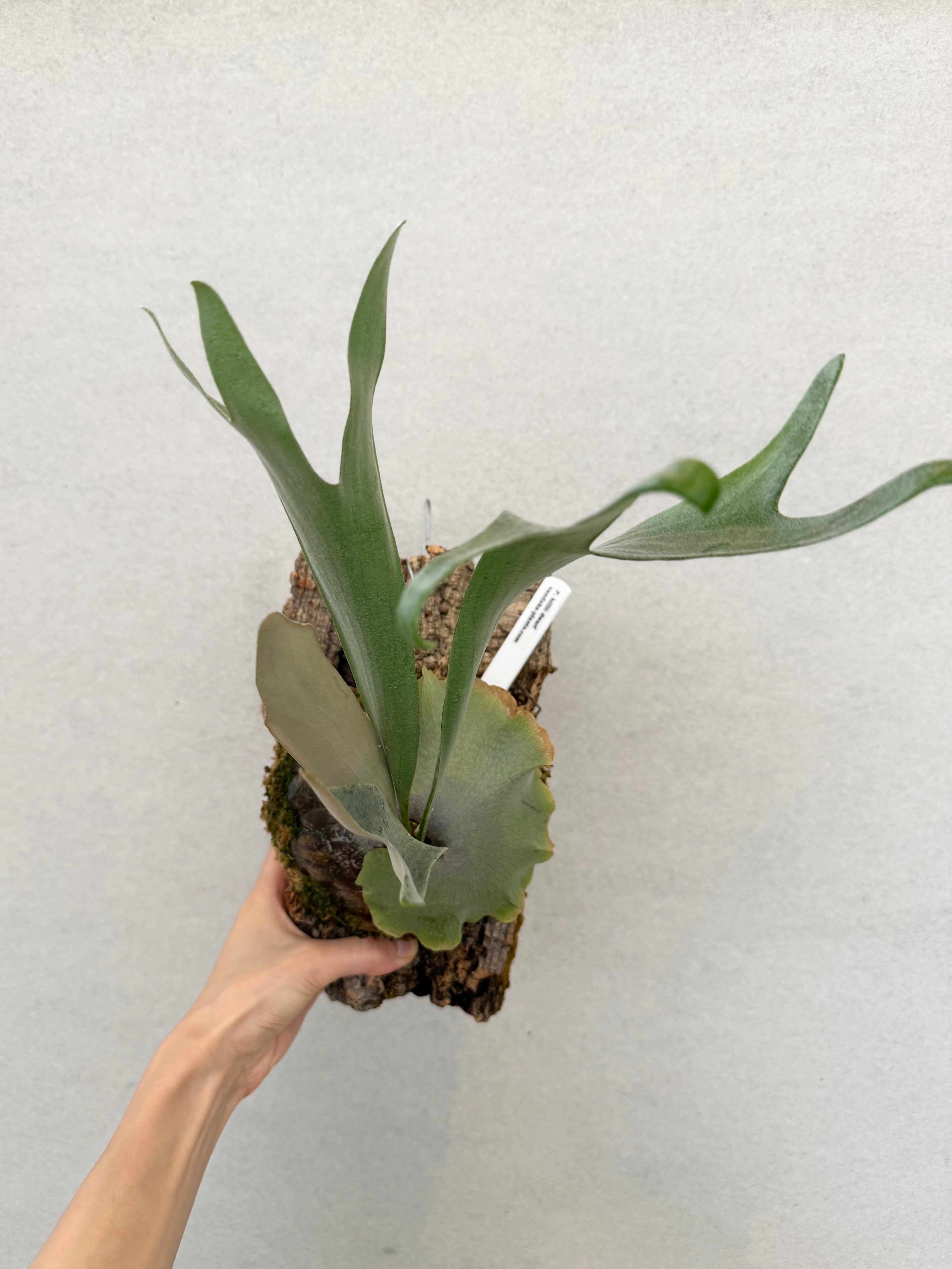 a) P. hillii dwarf ビカクシダ ヒリー ドワーフ | vandaka plants