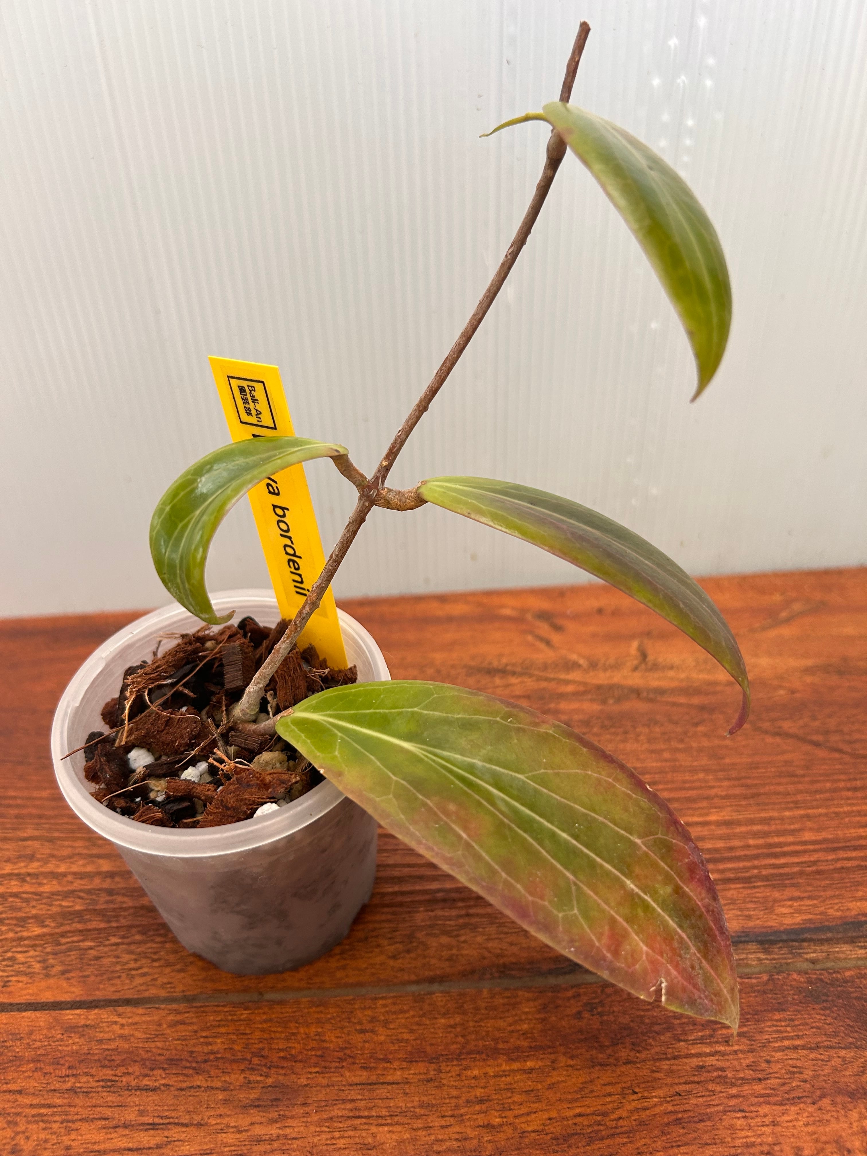 Hoya | BALI-AN 園芸