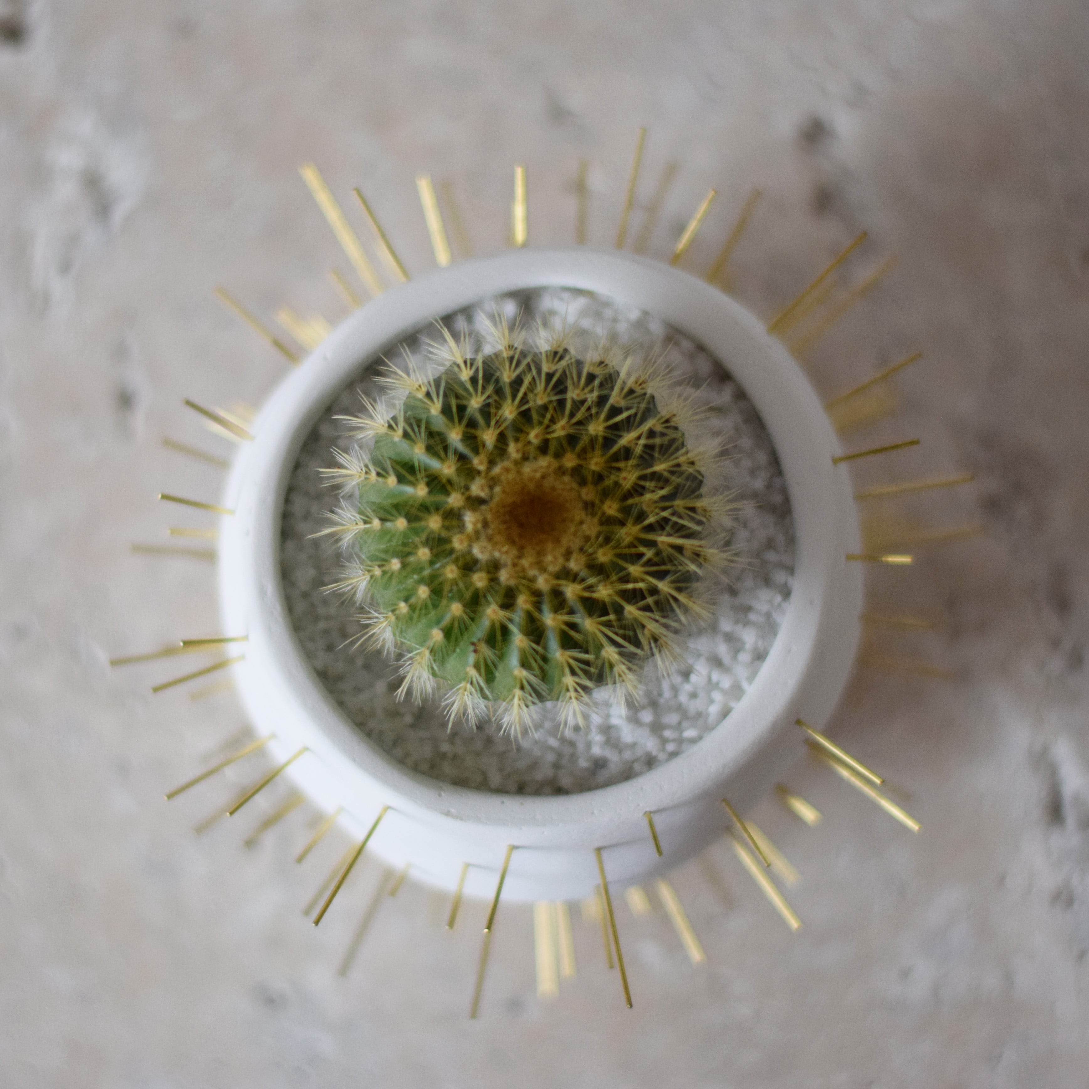 とげとげの器（ワラシー） | echidna