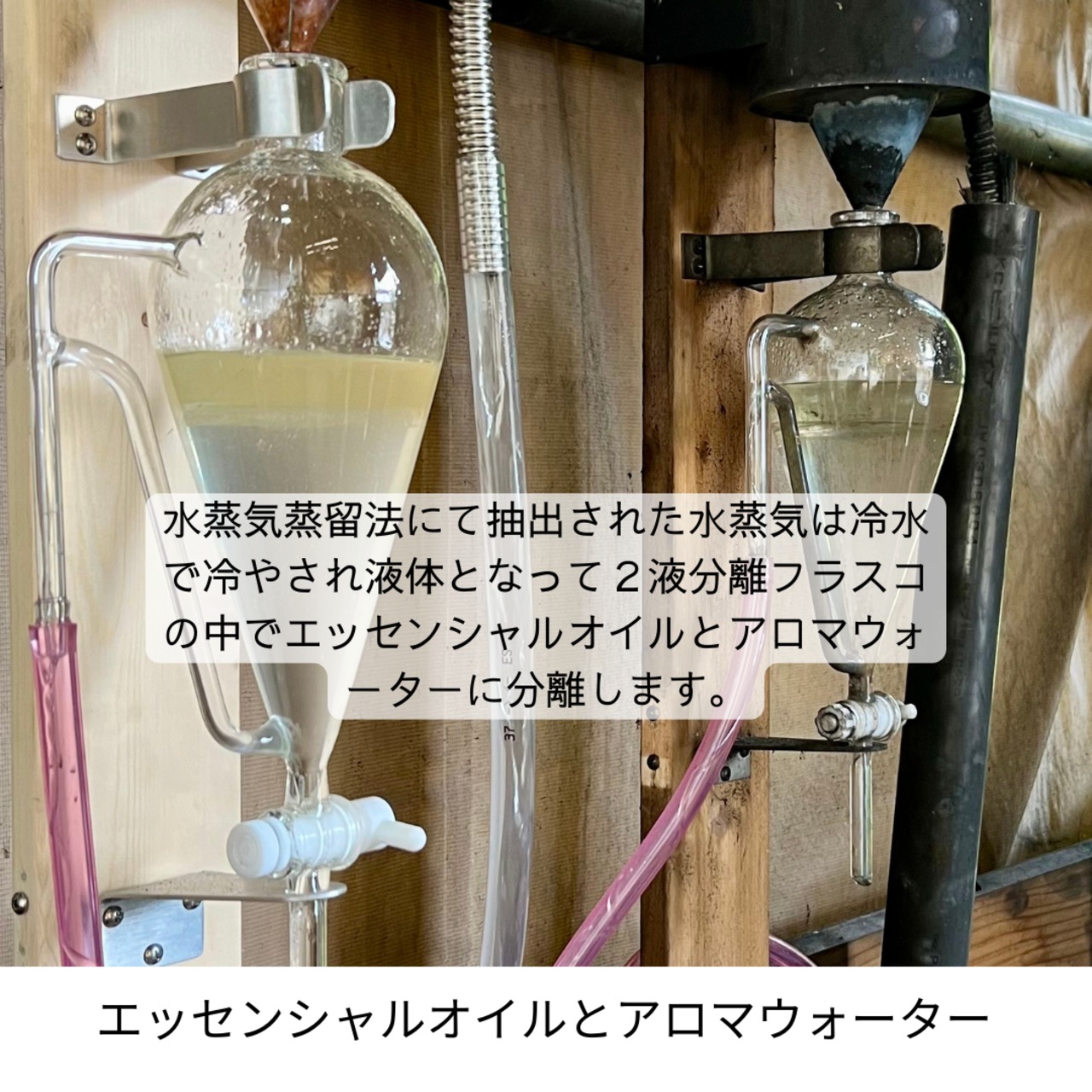 アースリー フレグランス　バレンシアオレンジ・エッセンシャルオイル　3㎖