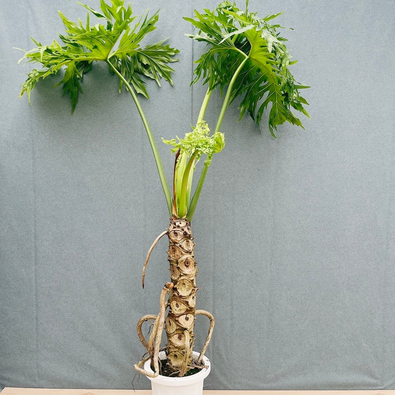 ［現品］R2 フィロデンドロン　セローム　幹上がり　8号　観葉植物　大型　室内 現品］R2 フィロデンドロン セローム 幹上がり 8号 観葉植物 大型 室内