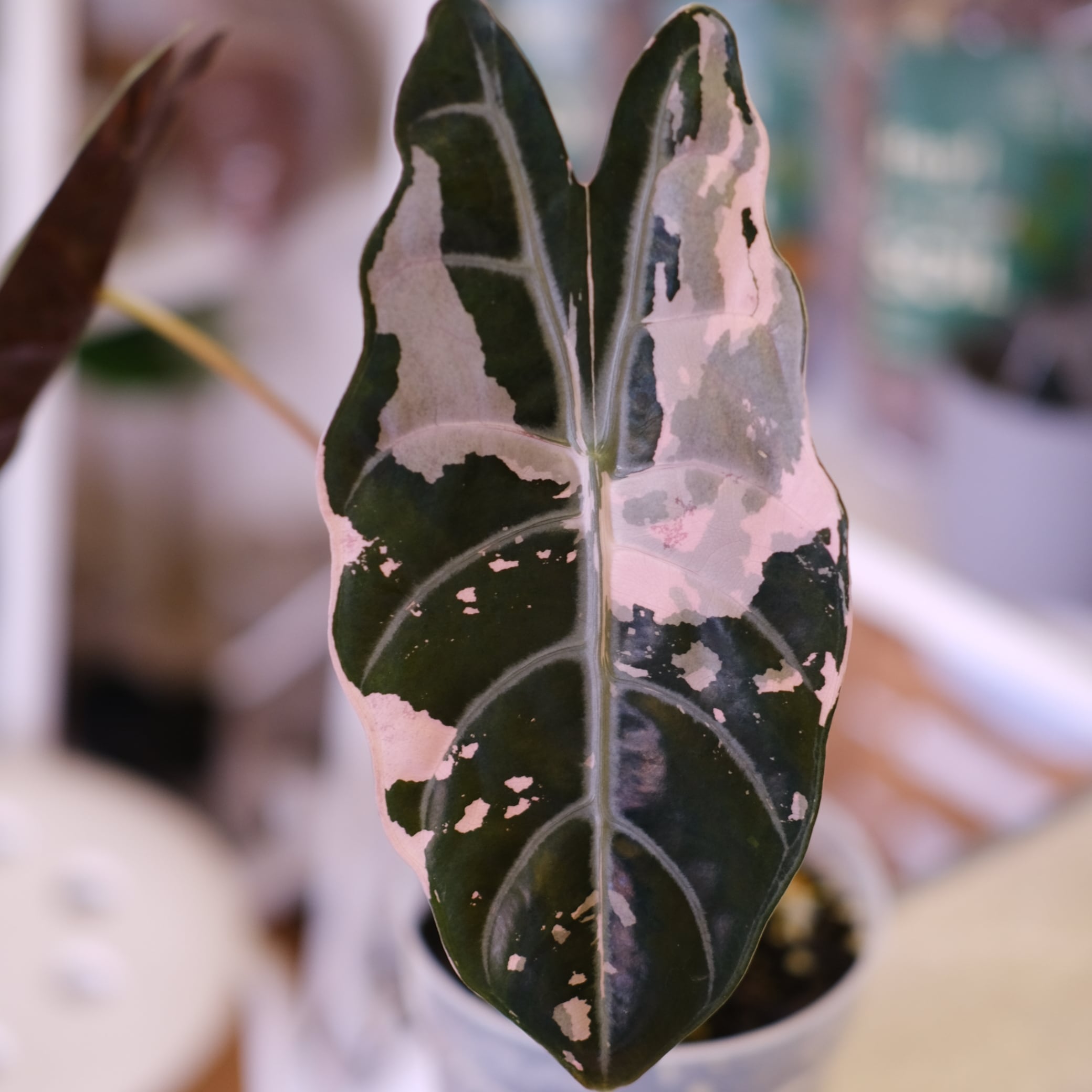 Alocasia chantrieri pink│アロカシア シャントリエリ ピンク⑦│観葉