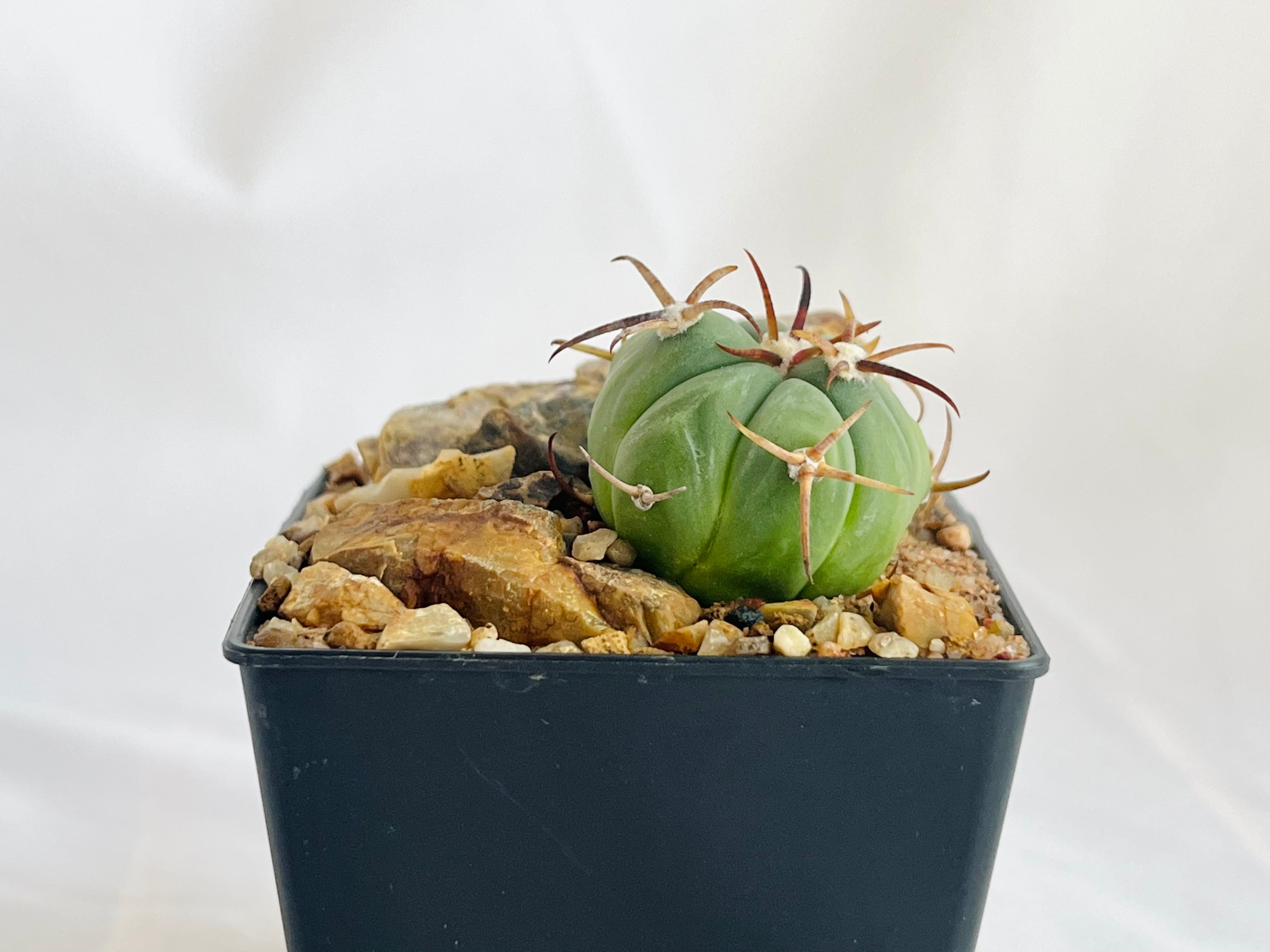 Echinocactus horizonthalonius エキノカクタス 花王丸 サボテン