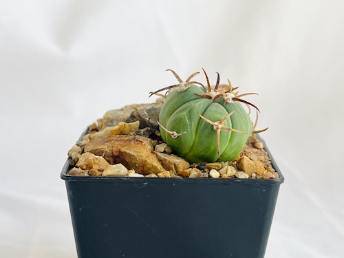 Echinocactus horizonthalonius　エキノカクタス　花王丸　サボテン