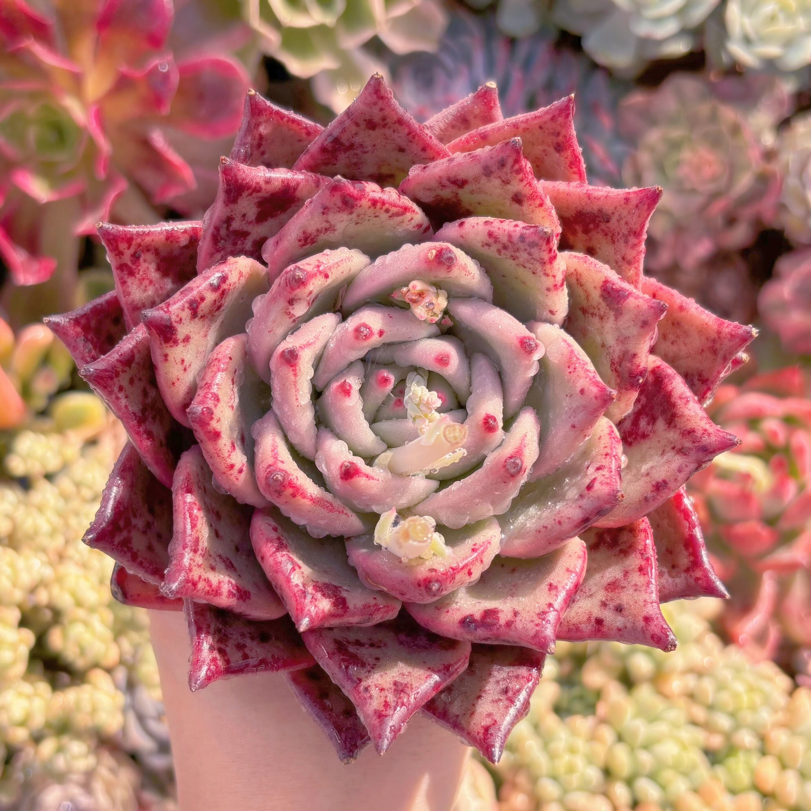 現品　ロメオxマリア#794　新入荷　大苗　るる農園