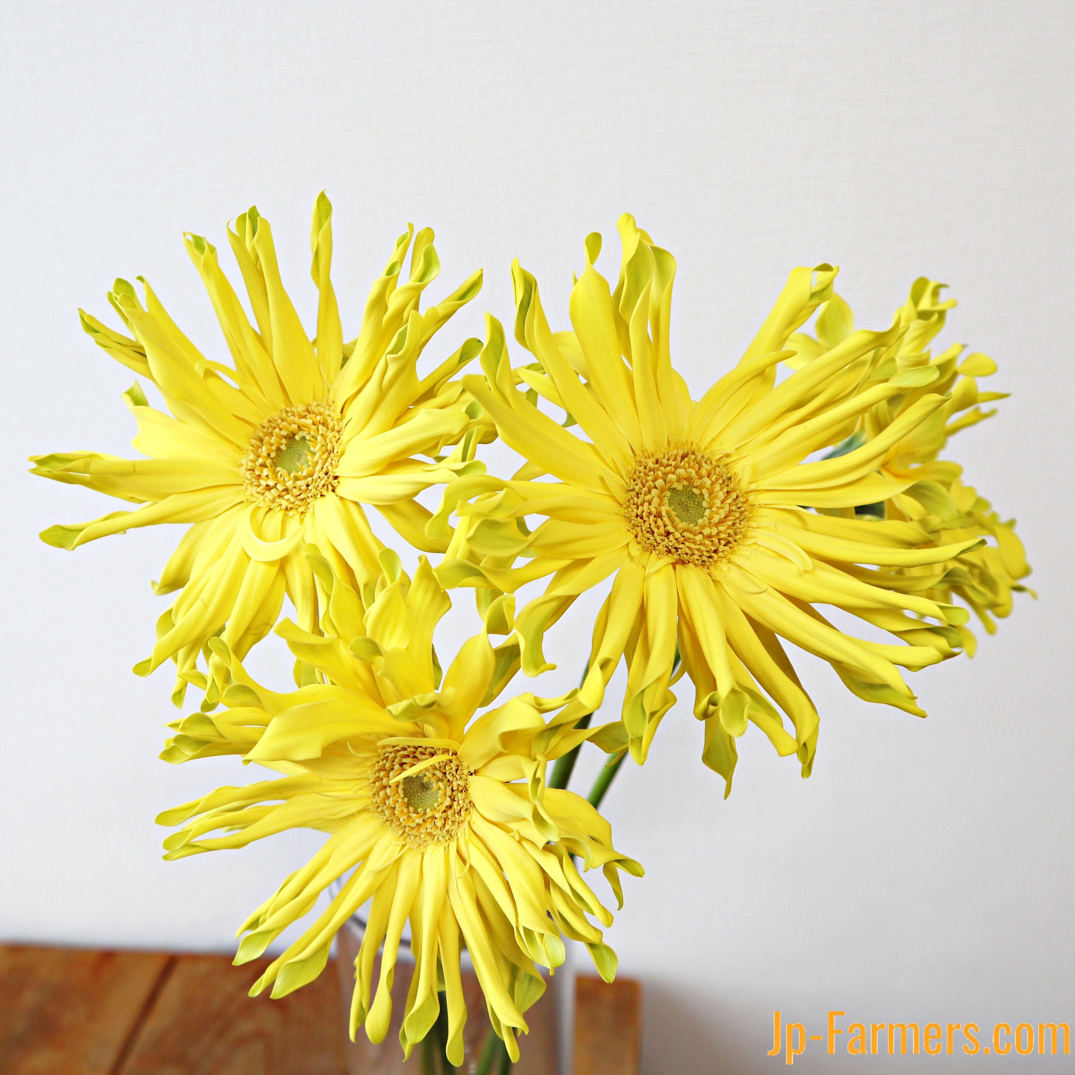 himeです·····ガーベラスワッグ＆レタリング ws_GAMY2300-537