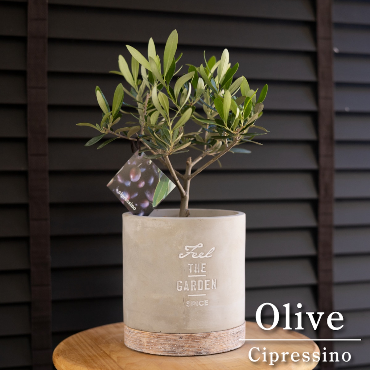 創樹 Olive オリーブの木 SOUJU チプレシーノ オリーブ トピアリー 