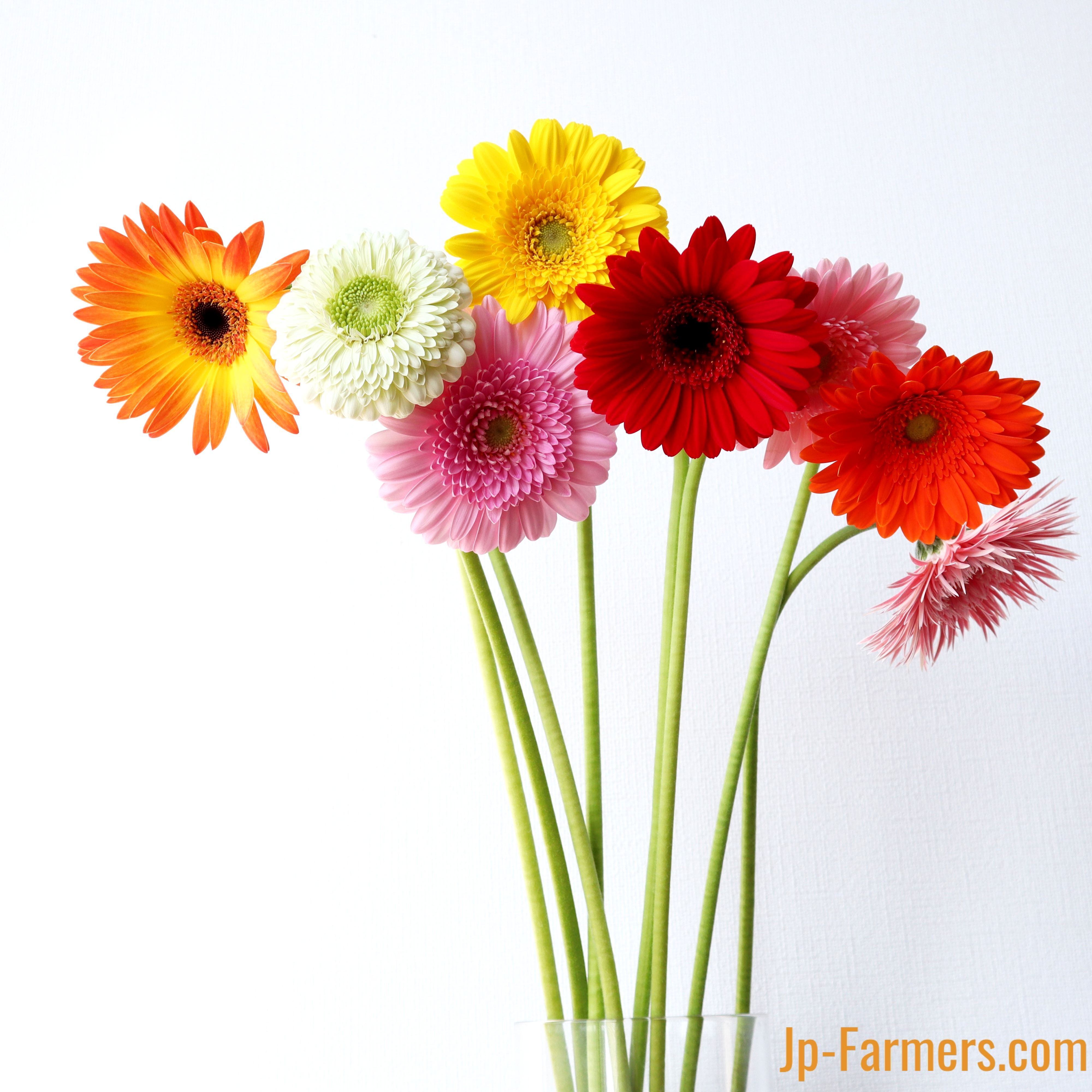 みずの国 和歌山県 紀南白浜のガーベラ100本 | 新鮮お花問屋 Jp