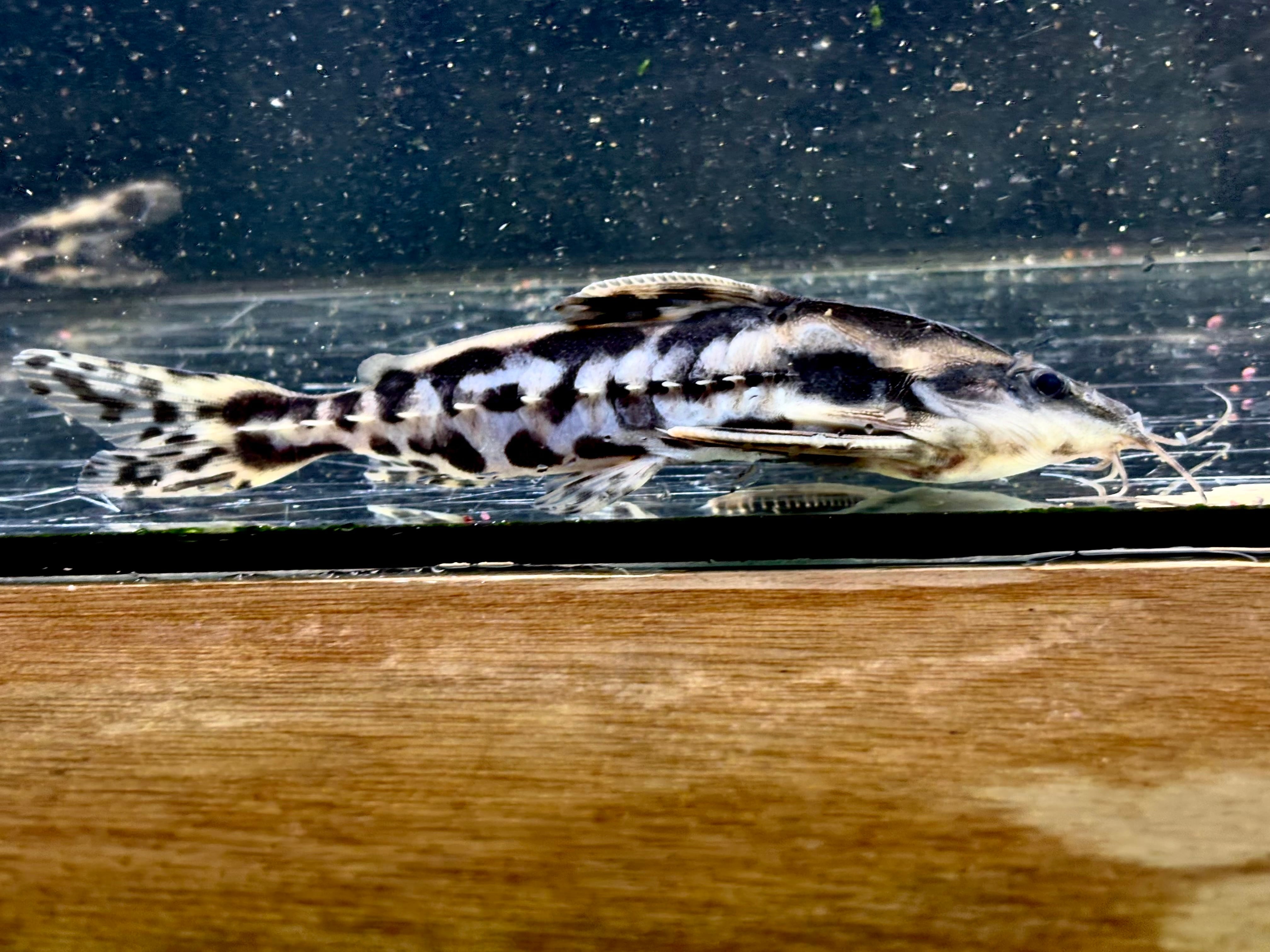 メガロドラス 12〜15㎝± ペルー便 | AQUASTYLEG