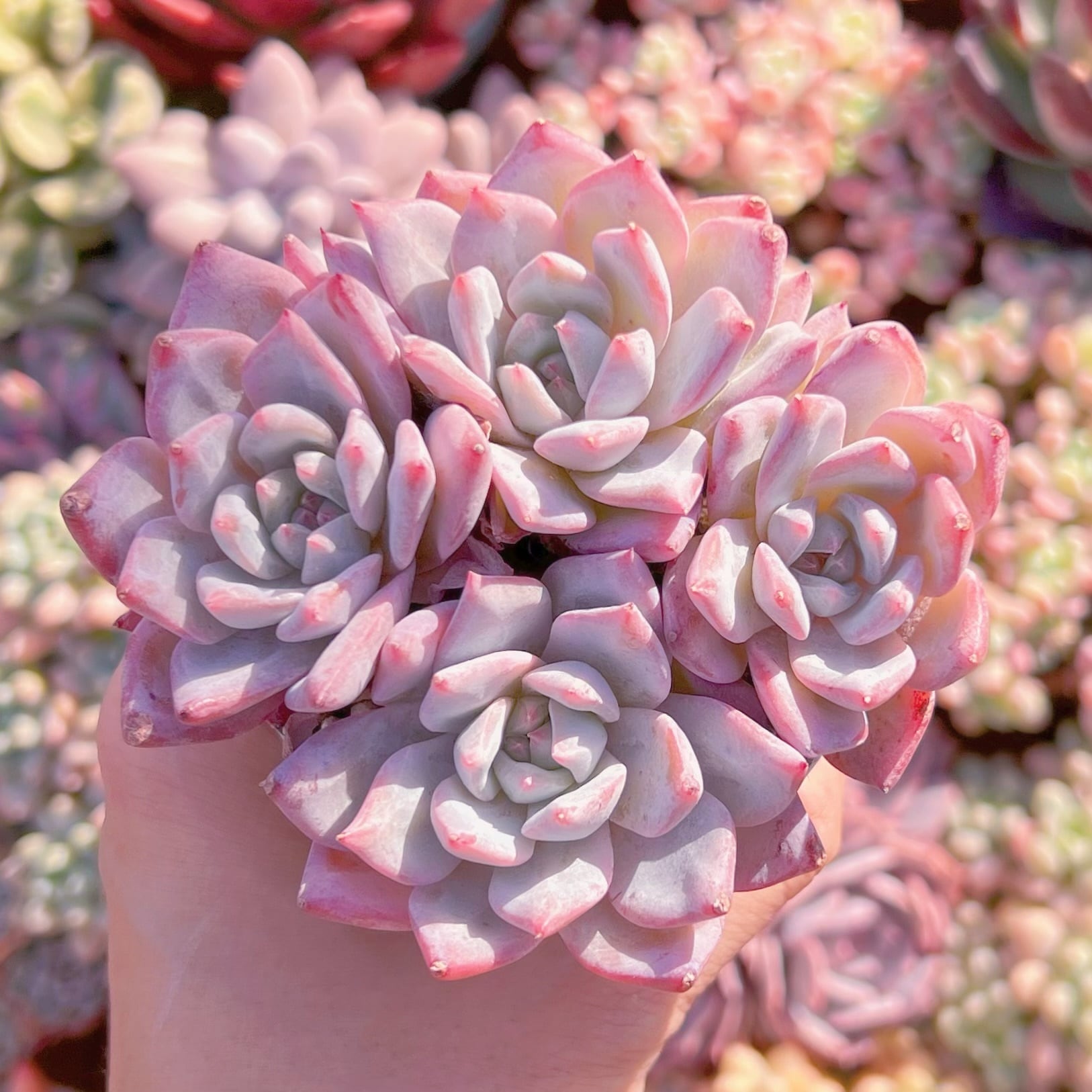 多肉植物　Blue Bird群生(3～4頭大)　新入荷　るる農園