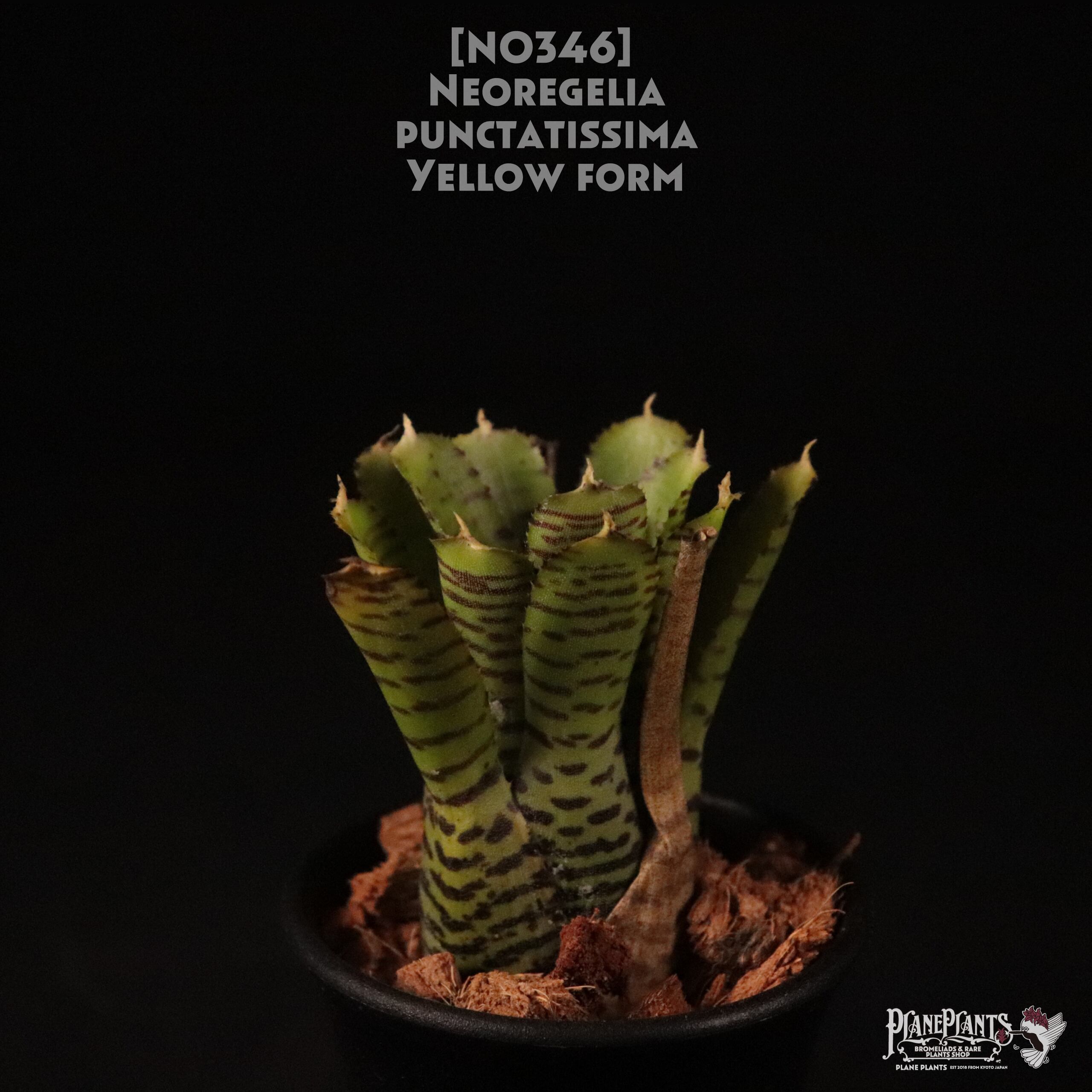 【送料無料】Neoregelia punctatissima yellow form〔ネオレゲリア〕現品発送N0346