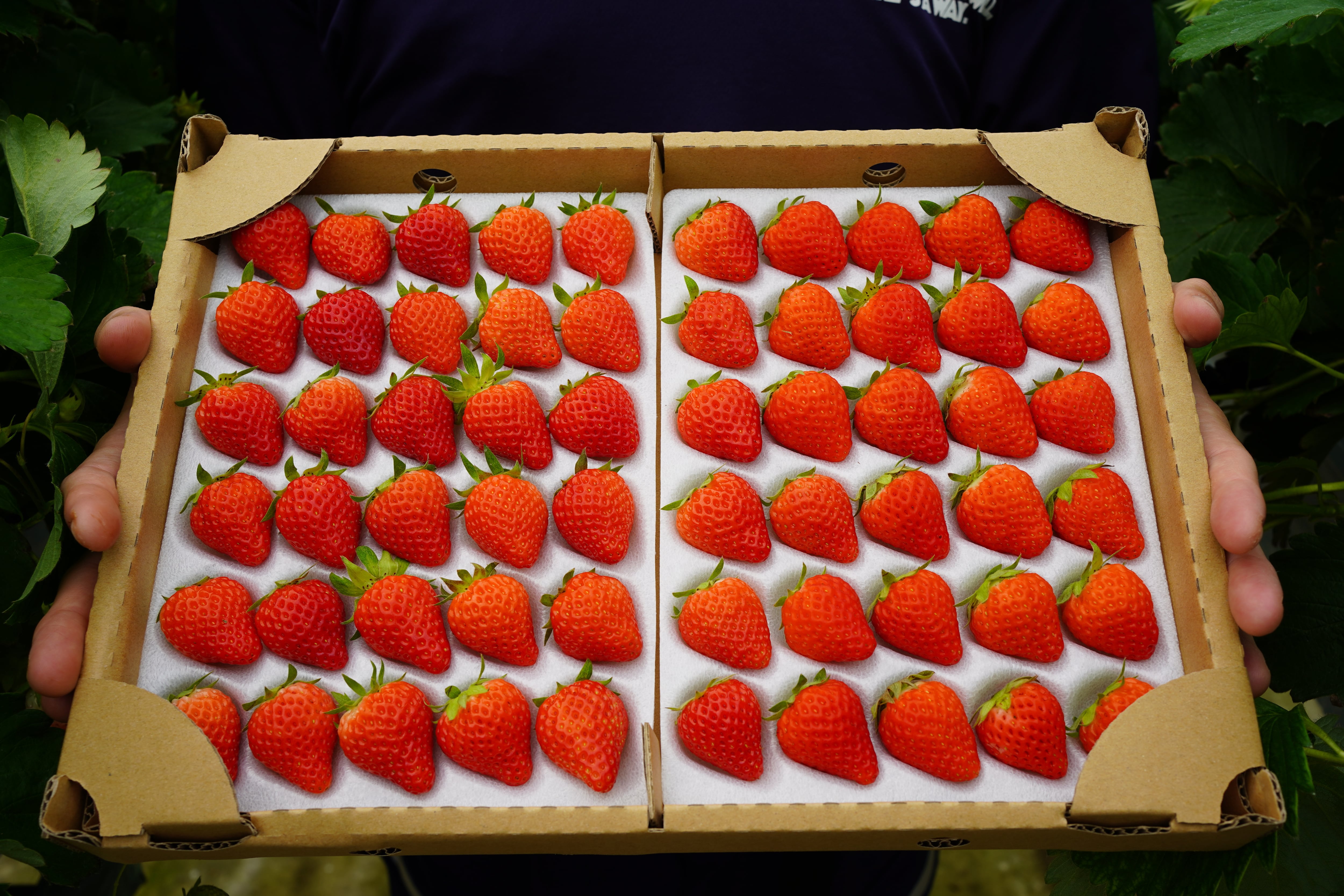 【2箱セット】【Mサイズ】国産イチゴ とちおとめ/とちあいか ※納品書領収書等発行不可