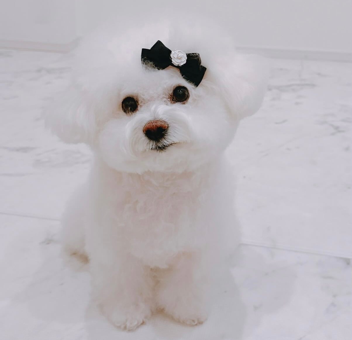 カメリアリボンパッチン