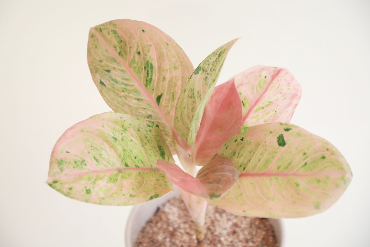 【希少】アグラオネマ ピンクイメリアス ローズ/Aglaonema ※陶器鉢付き
