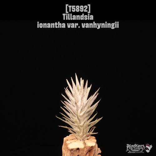 Tillandsia ionantha var. vanhyningii〔ティランジア〕T5892
