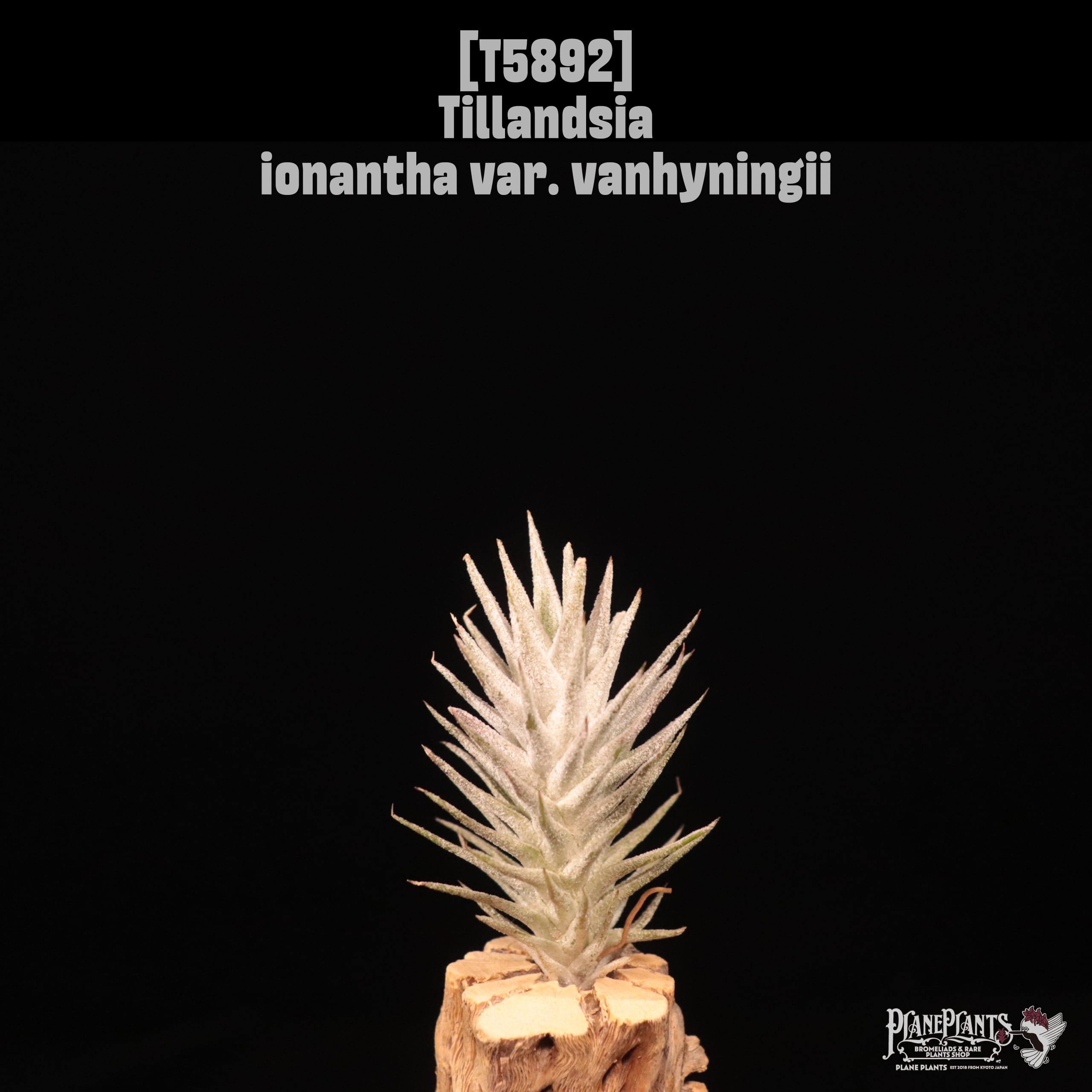 Tillandsia ionantha var. vanhyningii〔ティランジア〕T5892