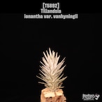 Tillandsia ionantha var. vanhyningii〔ティランジア〕T5892
