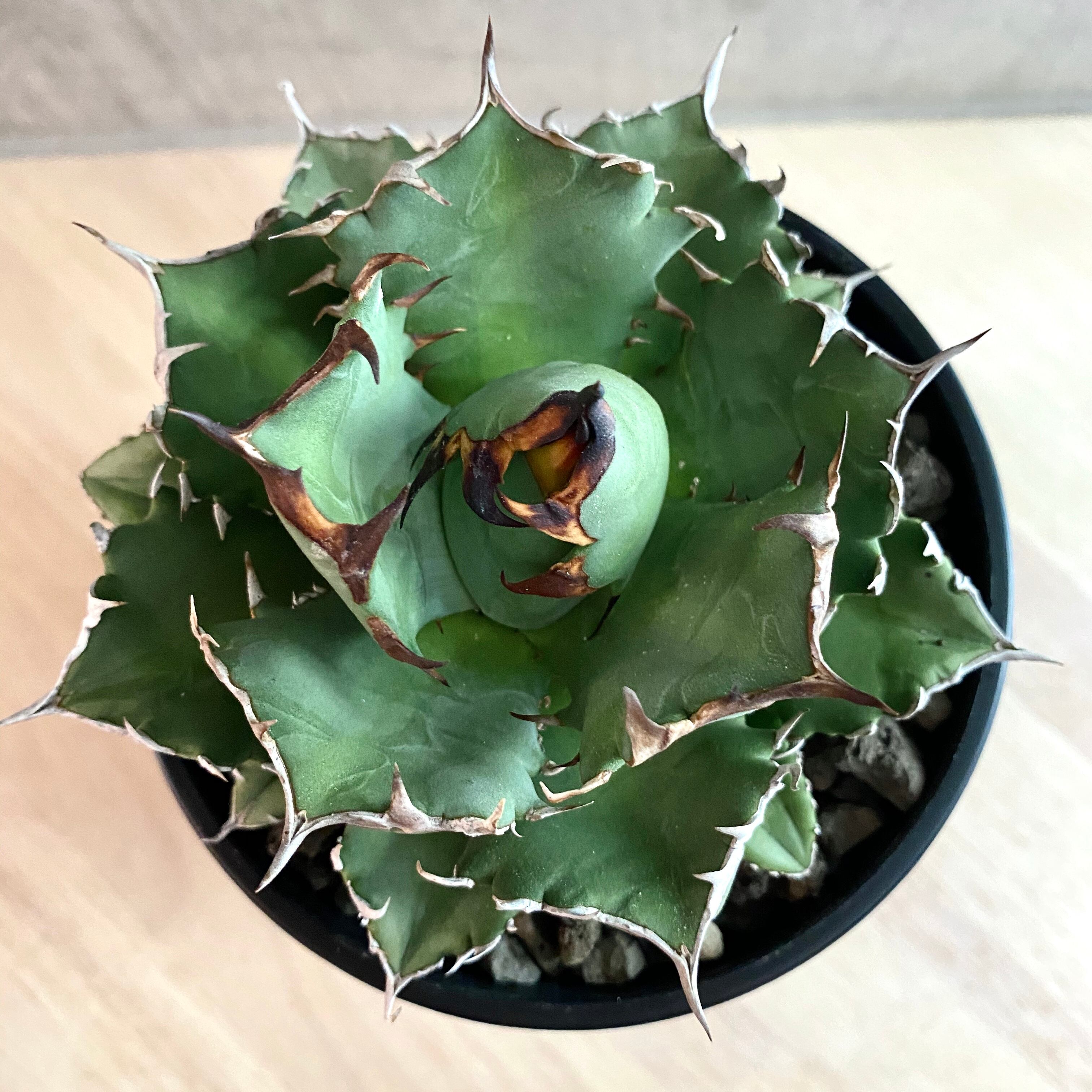 agave titanota No1 /アガベ チタノタ ナンバーワン 【観葉植物 ...