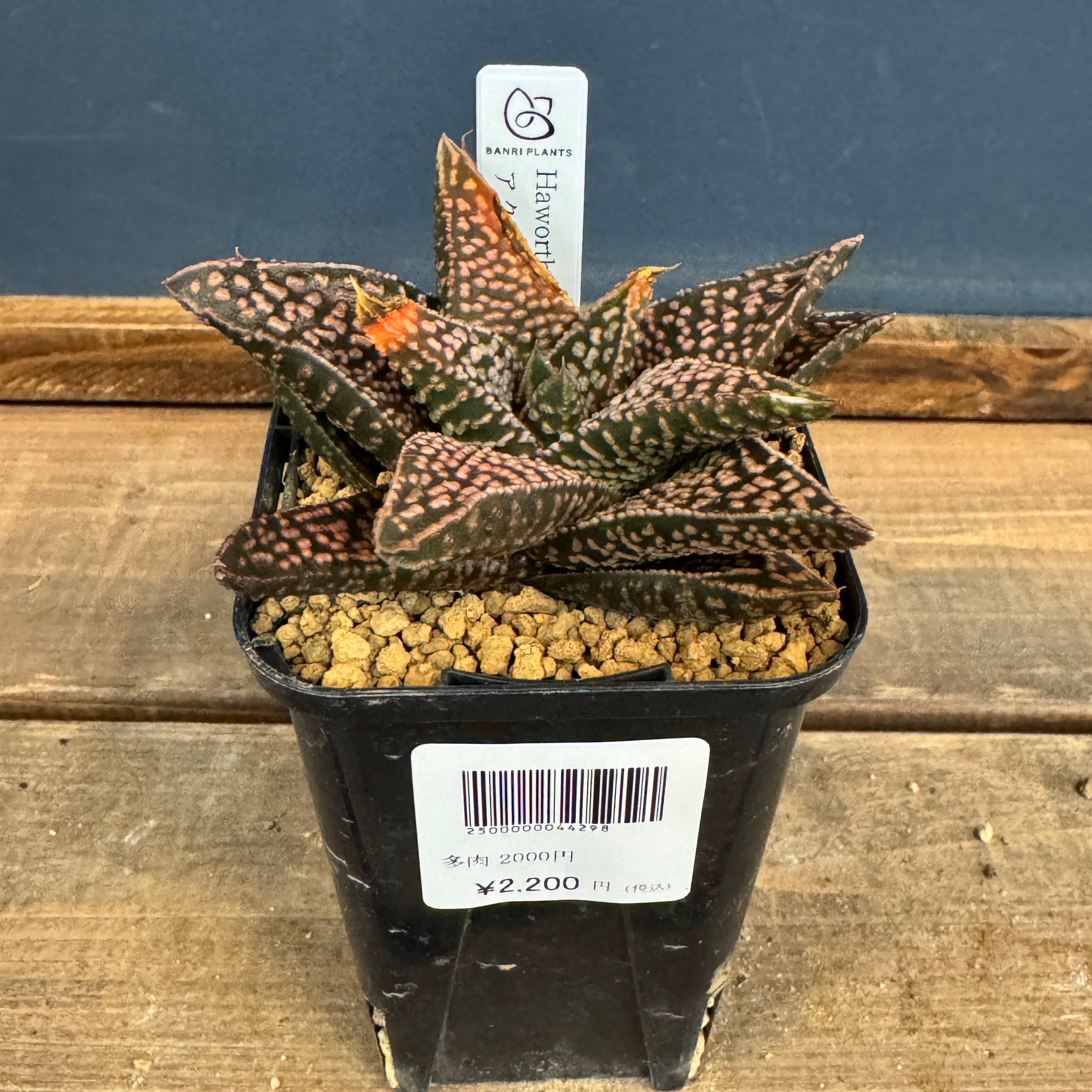 ハオルチア ハイブリット アクエリアス【888】 | PROTOLEAF プロトリーフ