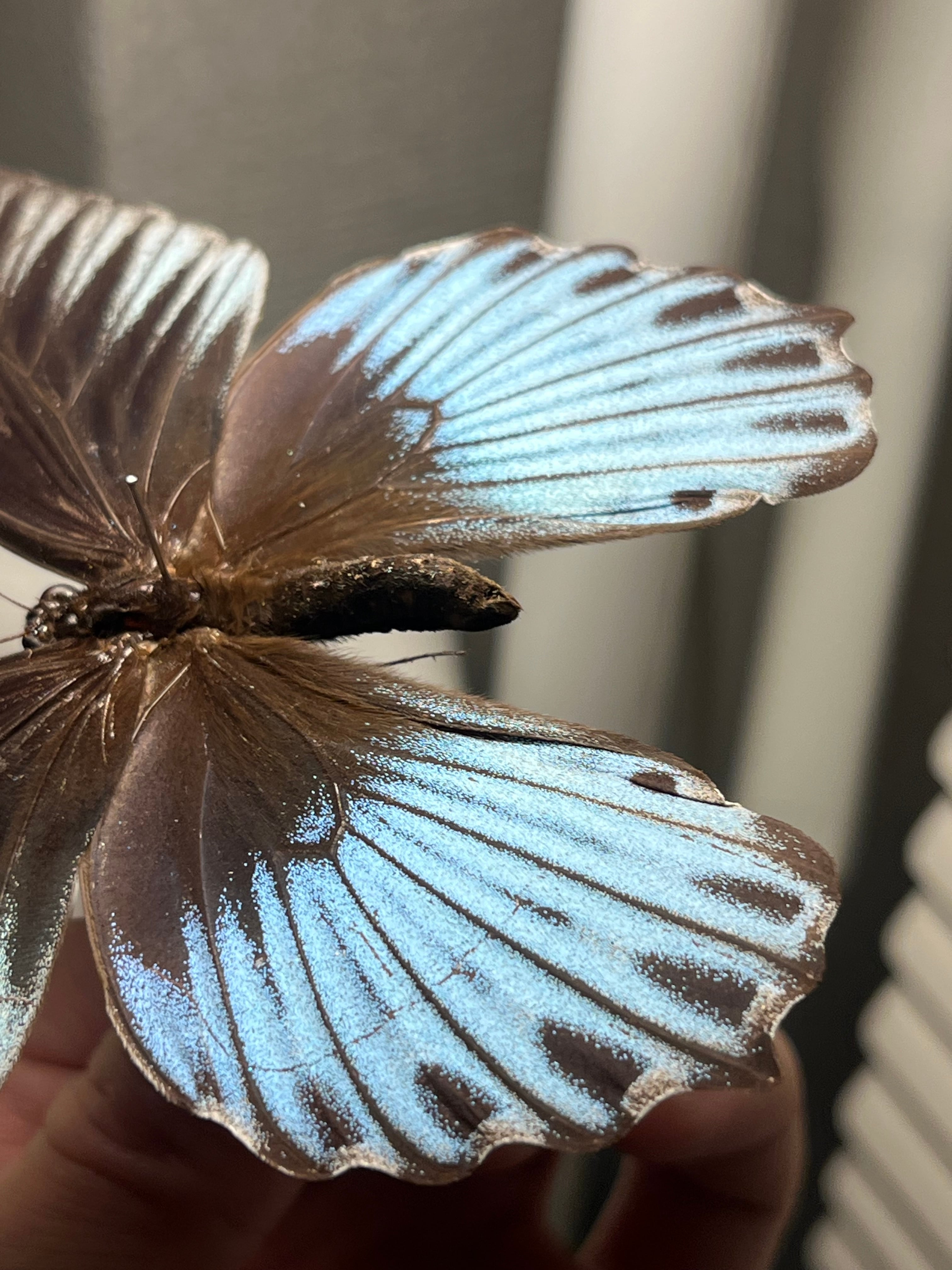 ナガサキアゲハ 外国産蝶標本 標本 野外採集品 モルフォ スルコスキー