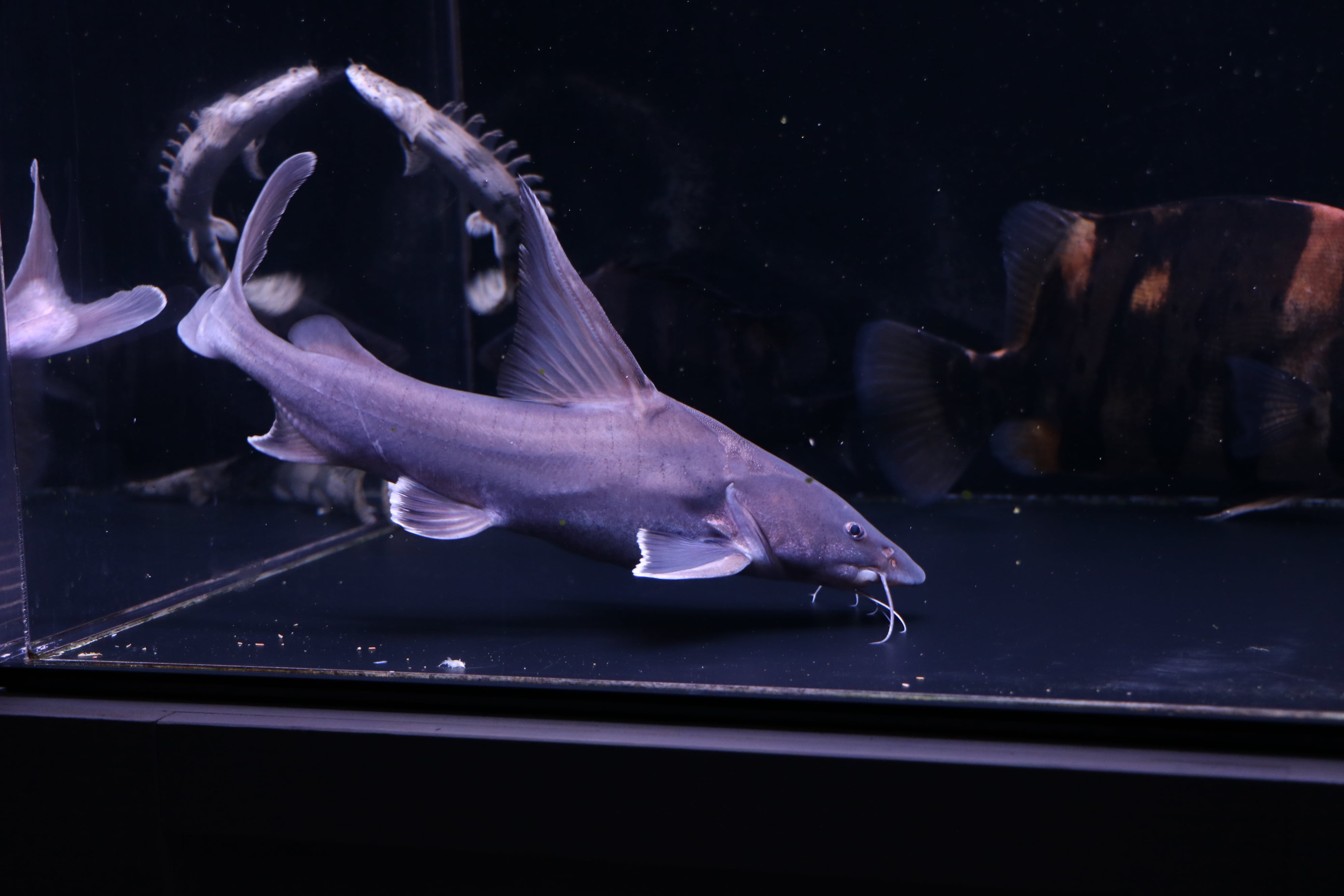 スタージョンシーキャット(±40㎝) | アロワナ等の大型魚・熱帯魚の