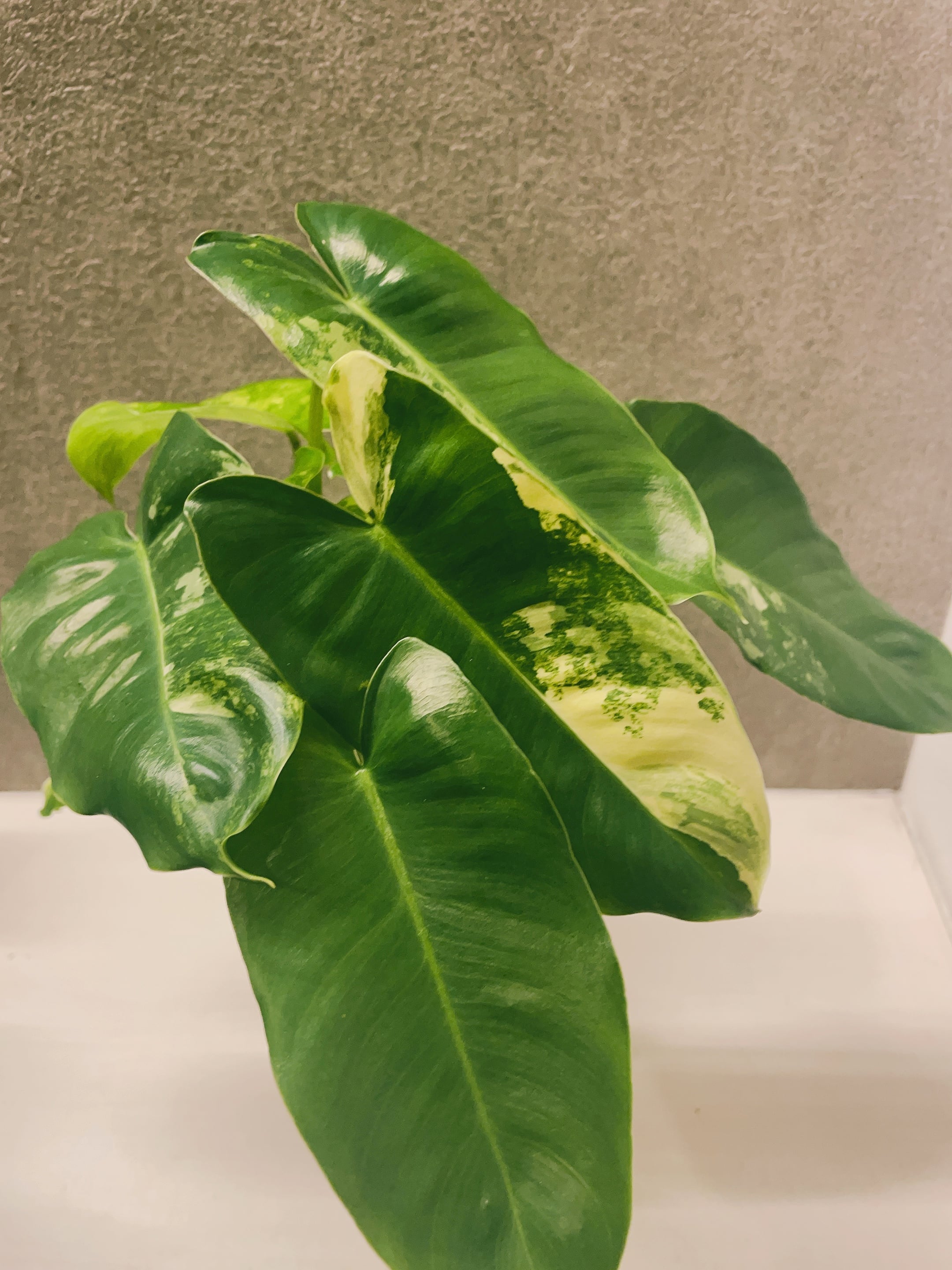フィロデンドロン バールマルクス 斑入り 3.5号 | a plants フィロデンドロン バールマルクス 斑入り 3.5号 | a plants