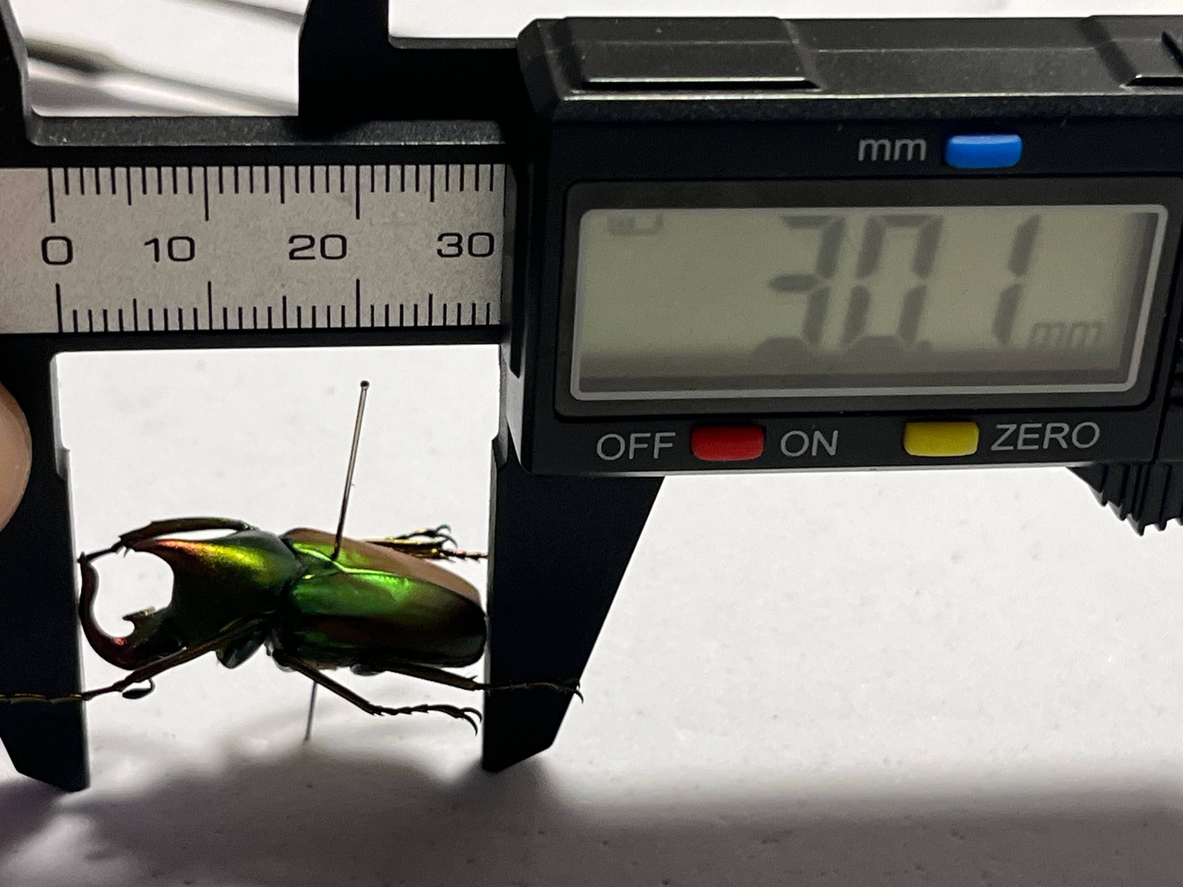 43mm】カブトハナムグリ コガネムシ プラチナコガネ カナブン 昆虫標本