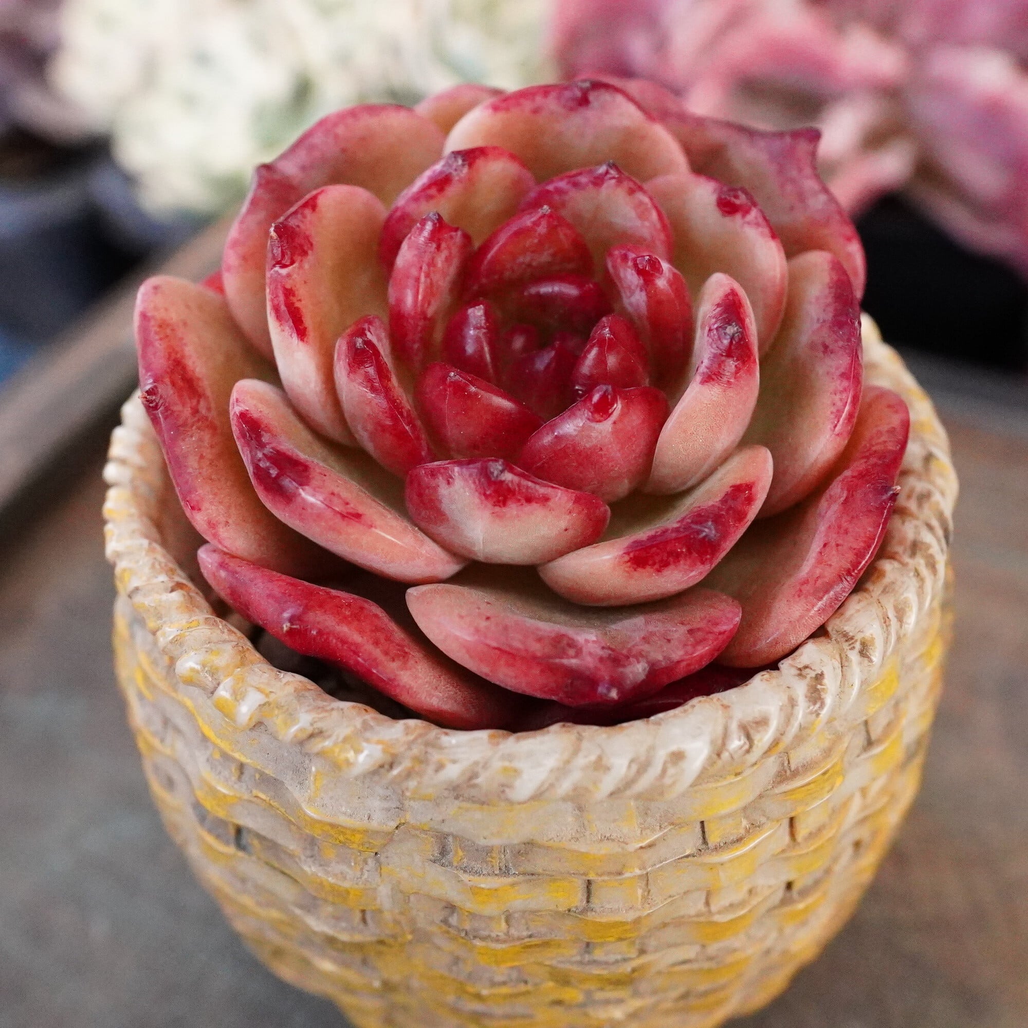 多肉植物 | E-TANIKU