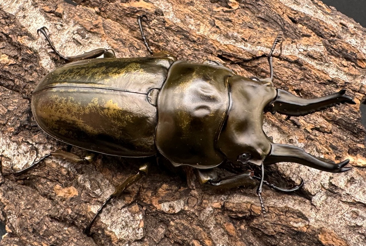 【F0】《ローゼンベルグオウゴンオニ 71mm ペア》