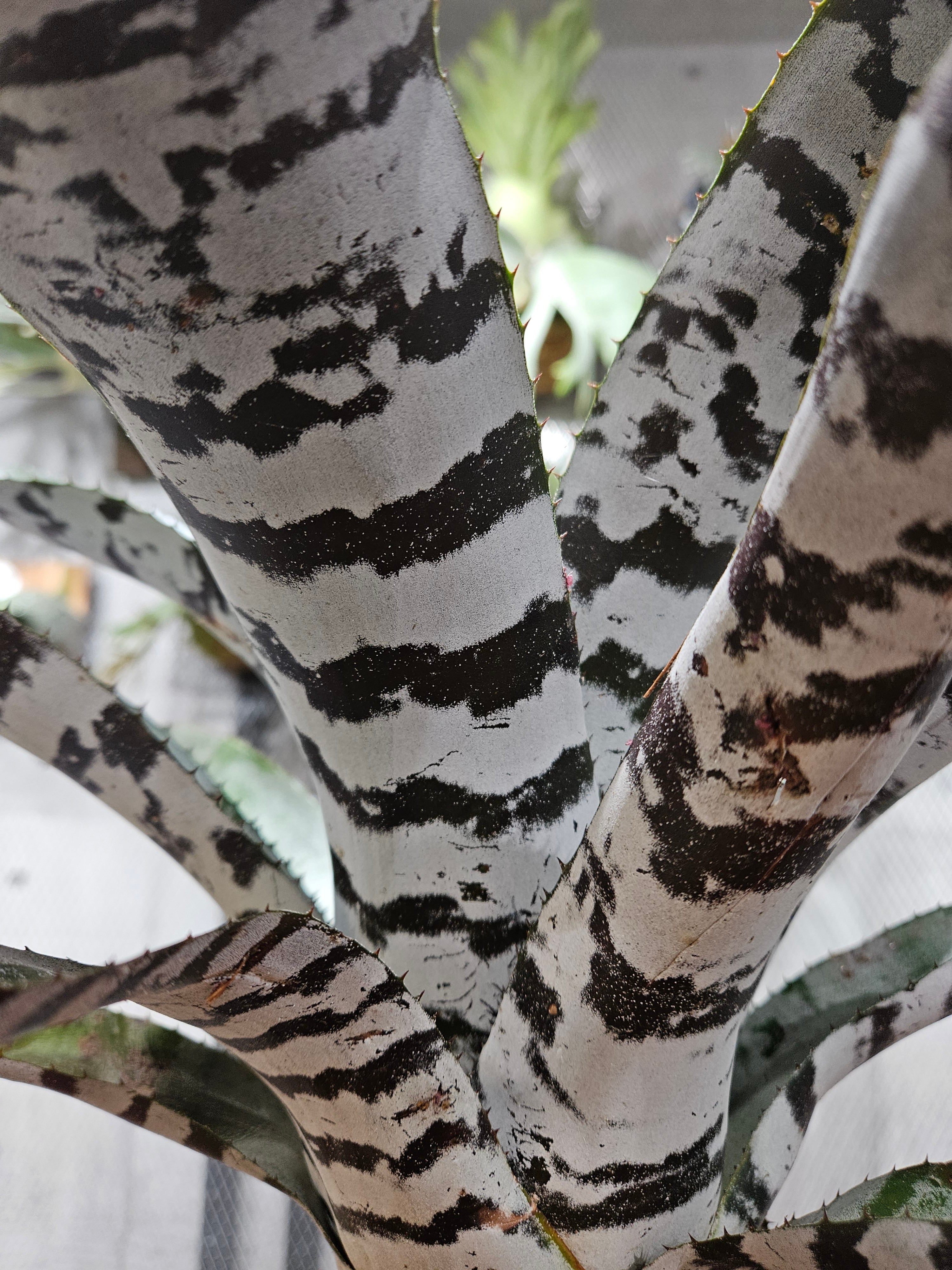 Aechmea chantinii Black Ice【artPLANTs/PLANTSGARAGE】エクメア