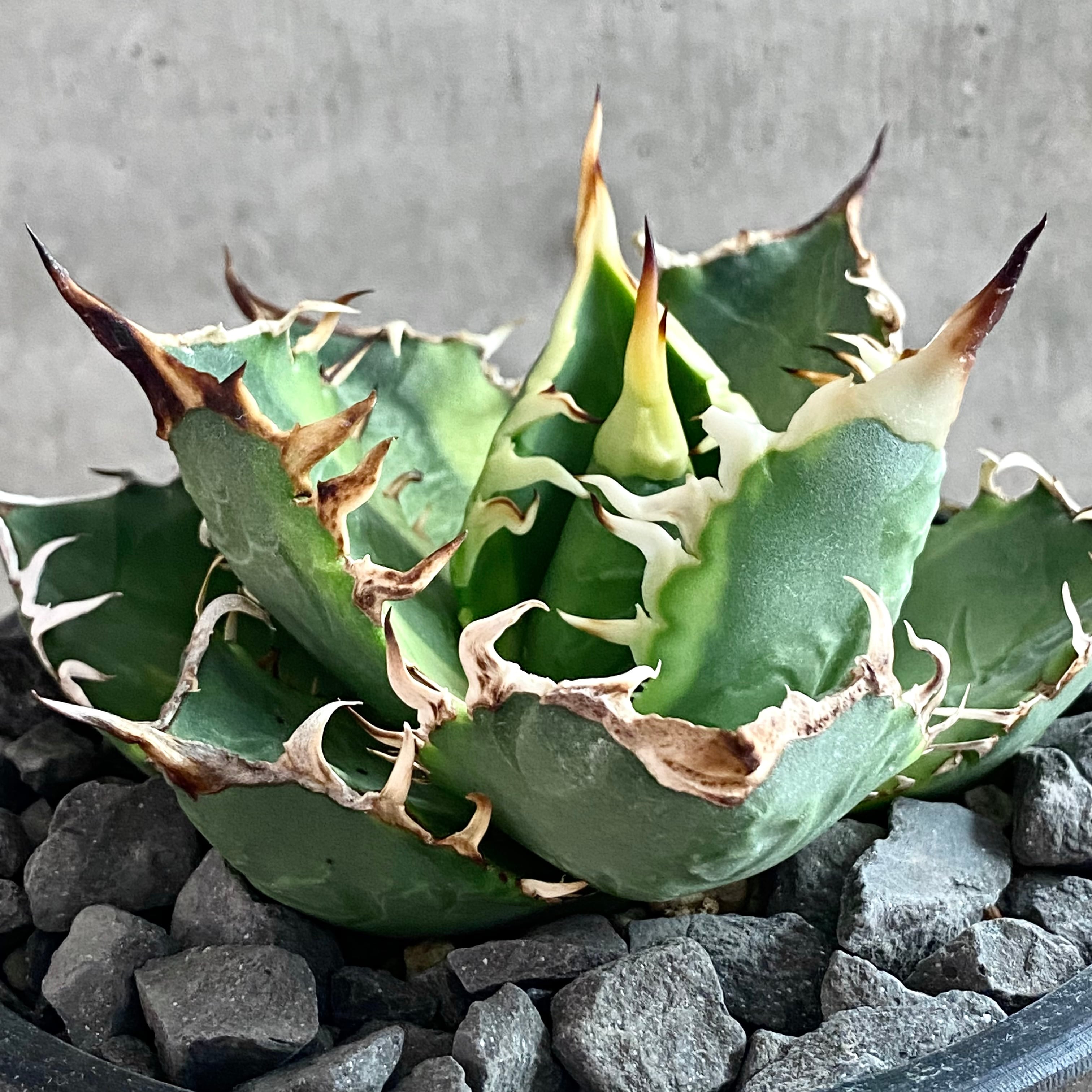 agave titanota /アガベ チタノタ 【観葉植物】【多肉植物