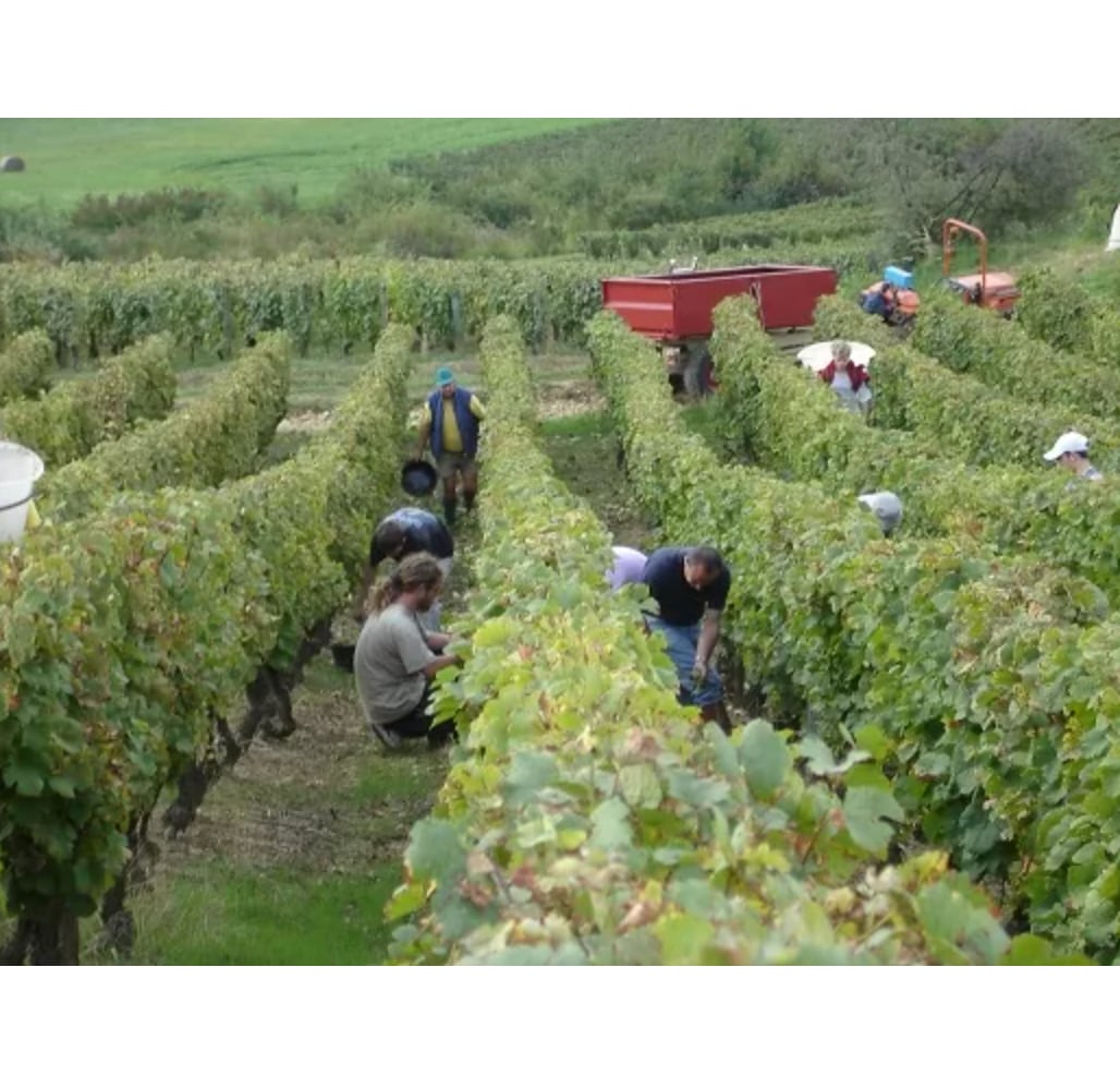 【フィリップ・ヴァンデル】クレマン・デュ・ジュラ ブリュット NV