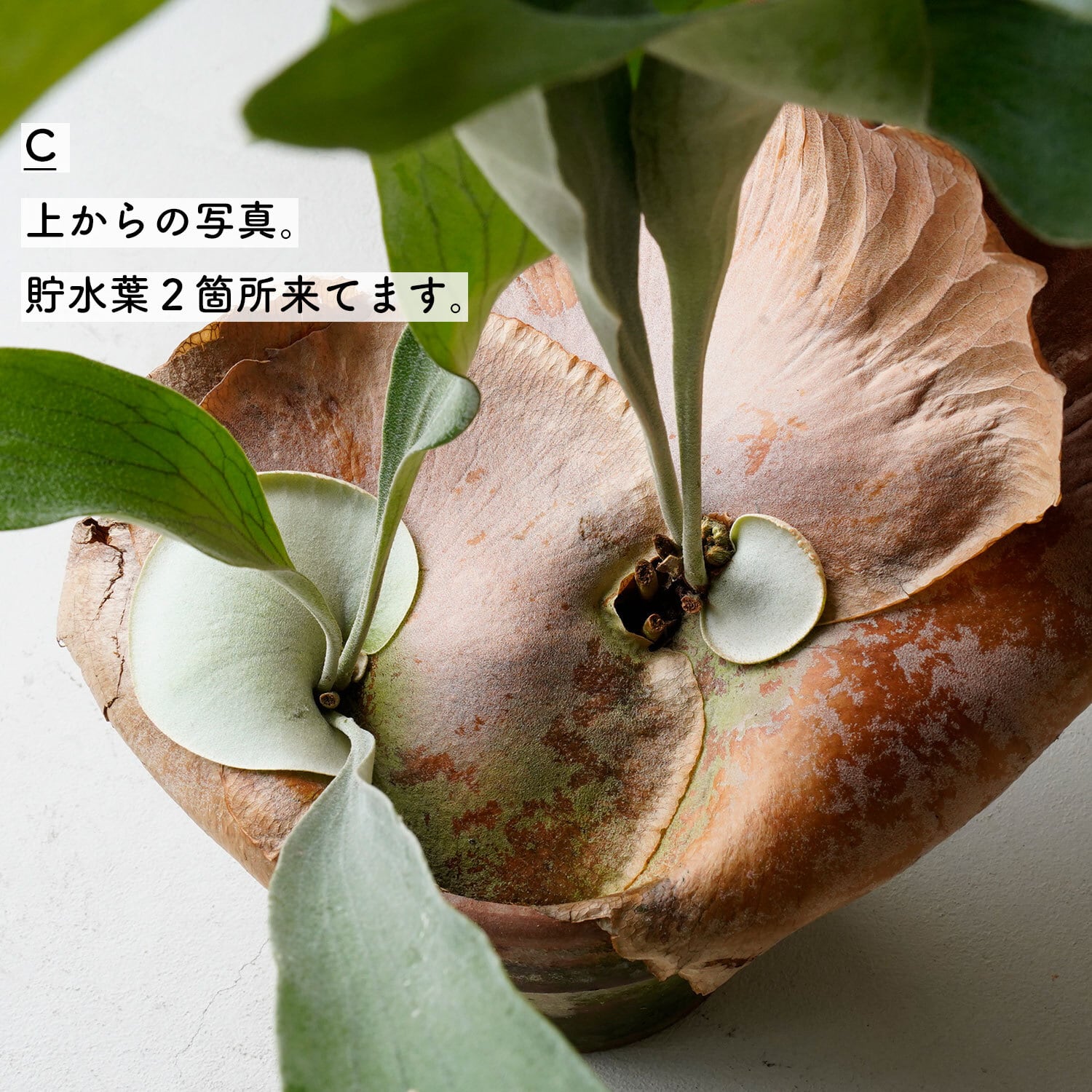 ゲリラ値下げ大株ビカクシダ ウィリンキーeast javaワイルド株 【公式