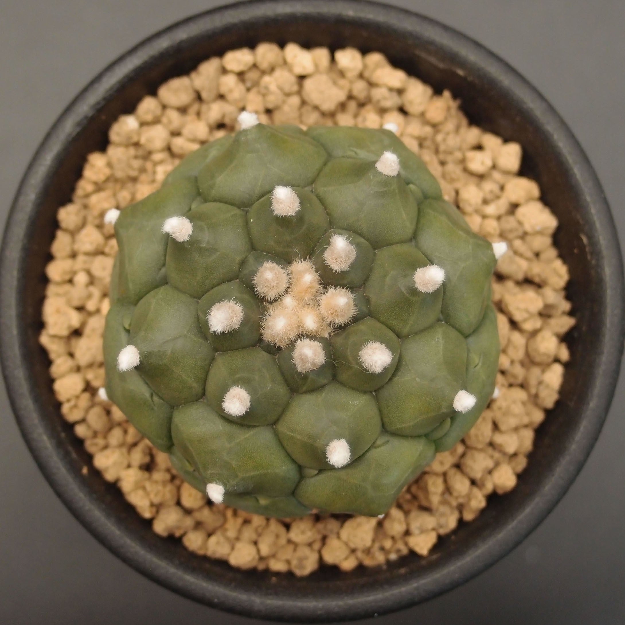 サボテン　19種 サボテンを種から育てる｜CACTUS de CACTUS カクタスでカクタス