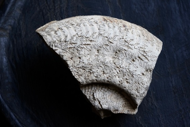 イギリス産アンモナイト化石　 Ammonite Fossil