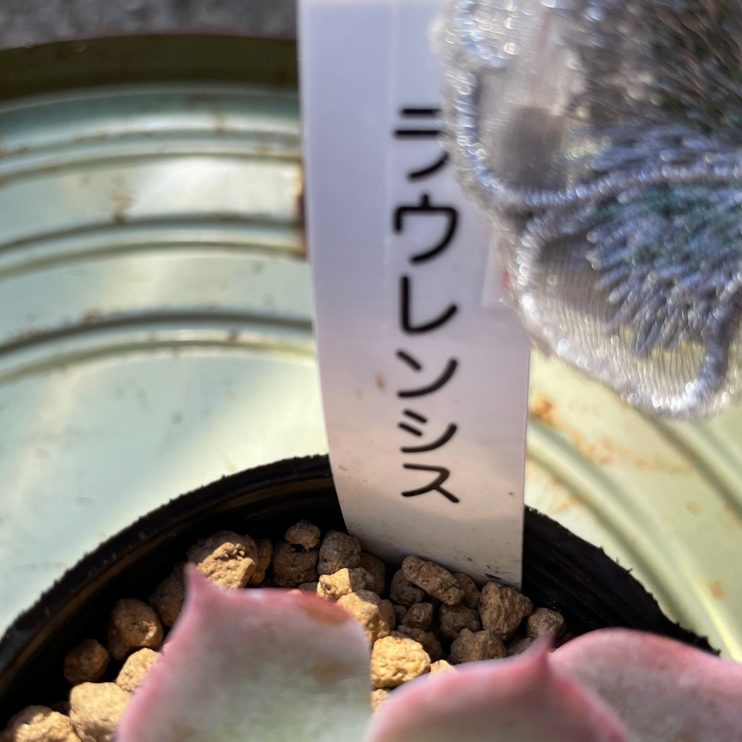 ラウレンシス | RuPo 多肉植物専門店