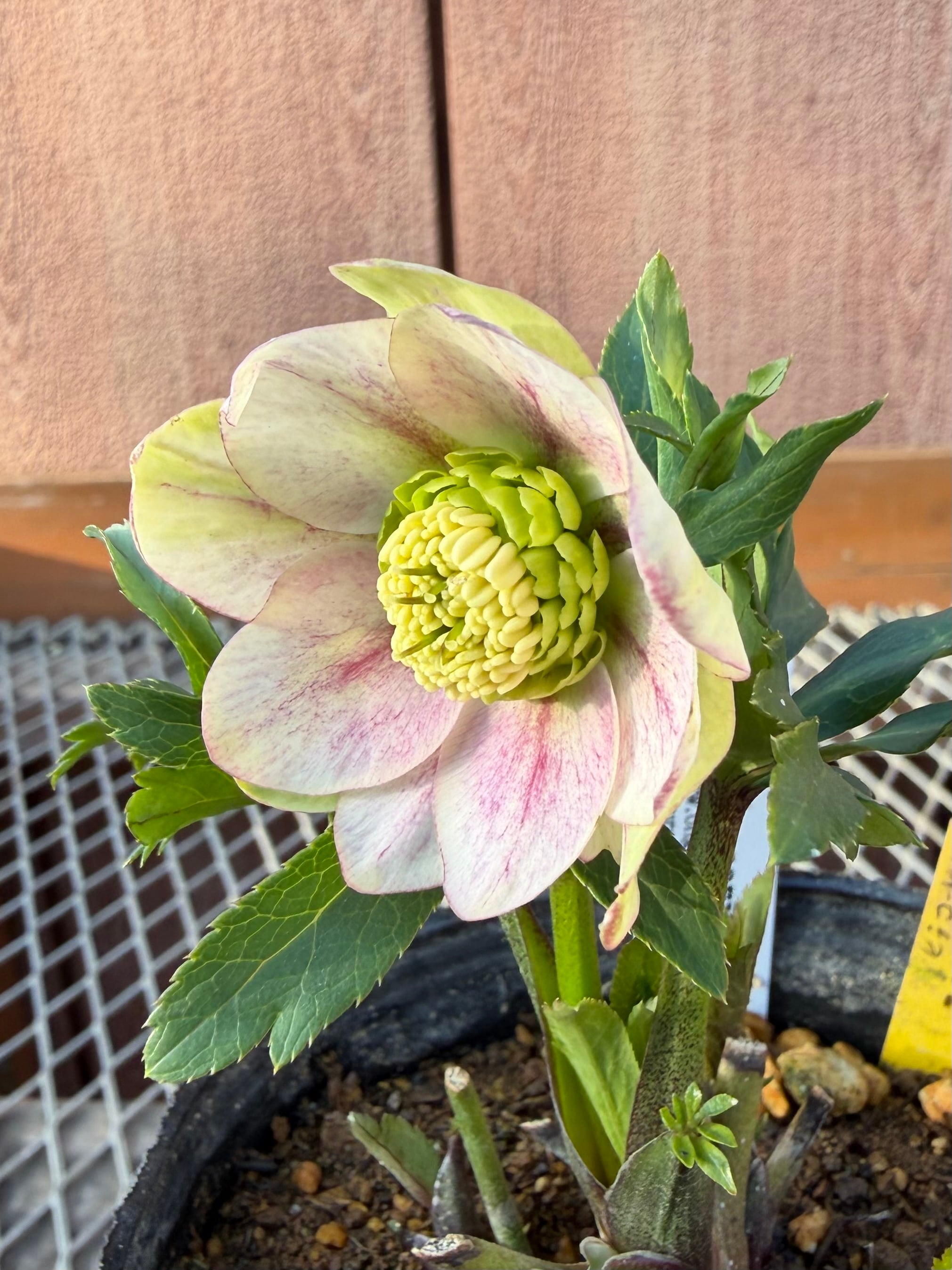 ヒデコート完成形 大木ナーサリー クリスマスローズ【Og11】送料無料